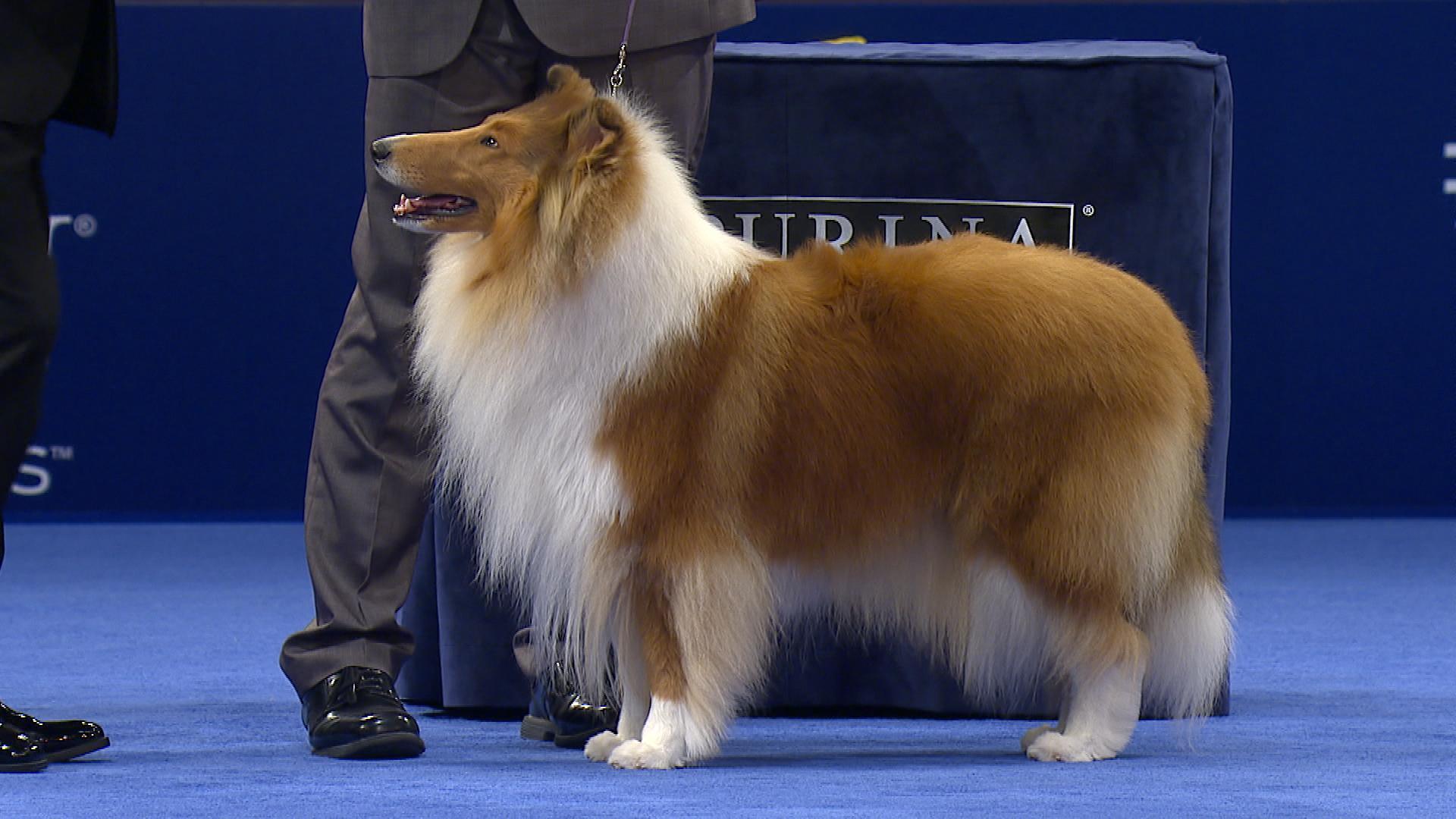 National Dog Show- Collie Rough, 2017 Herding Group