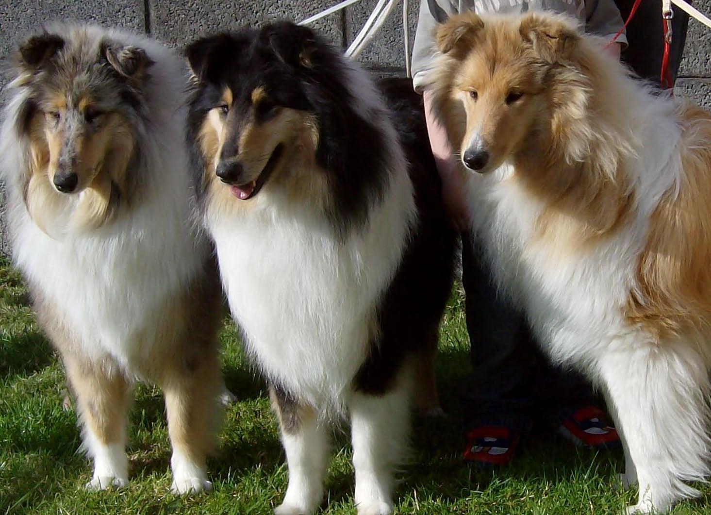 Three cute Collie Rough dogs photo and wallpaper. Beautiful