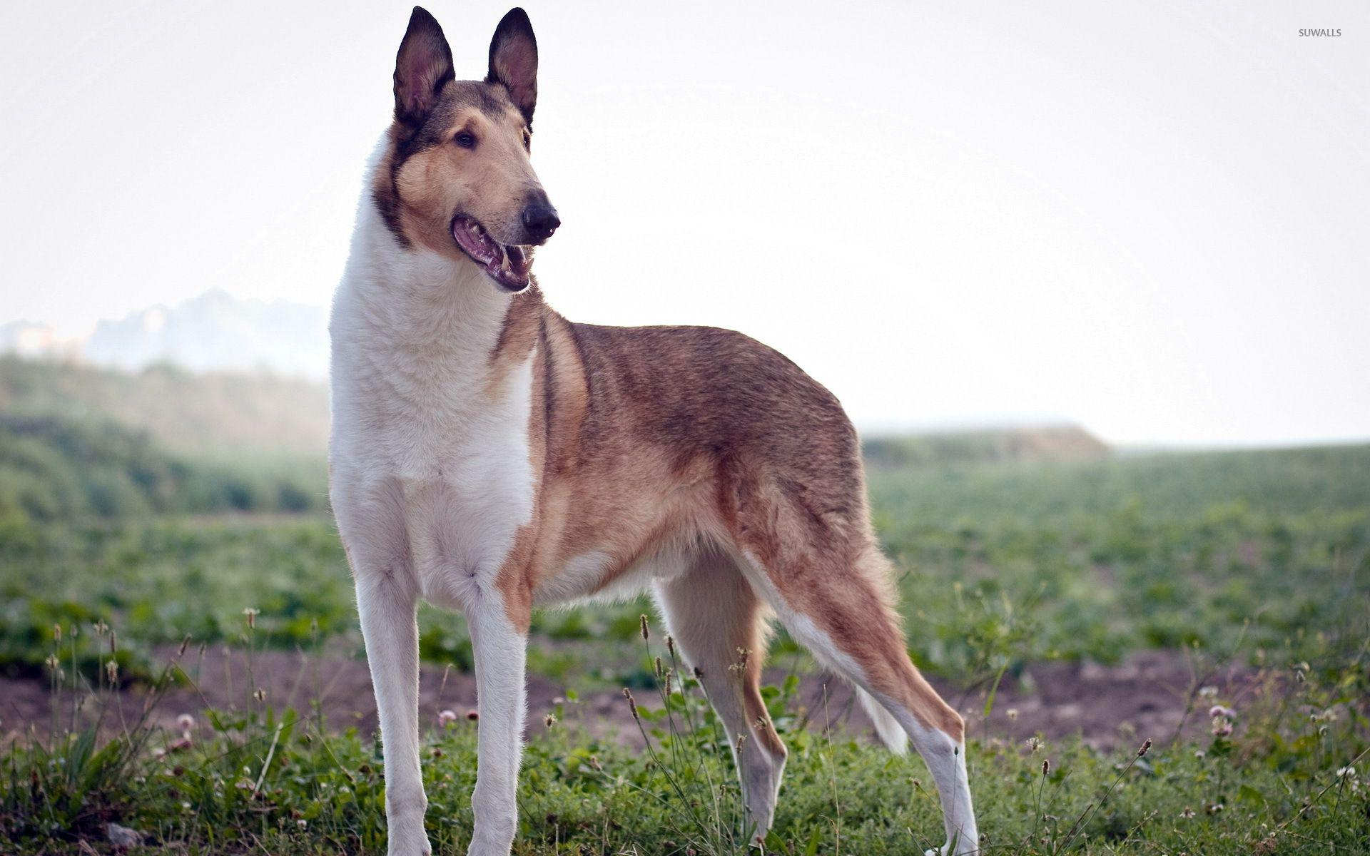 Rough Collie on the field wallpaper wallpaper