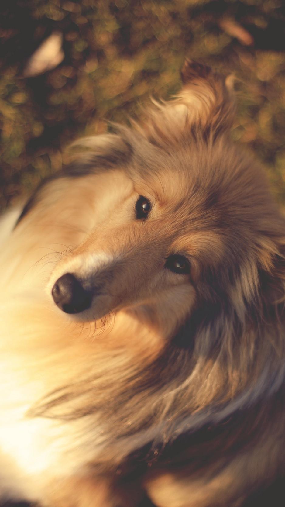 Download wallpaper 938x1668 nature, collie, muzzle, dog