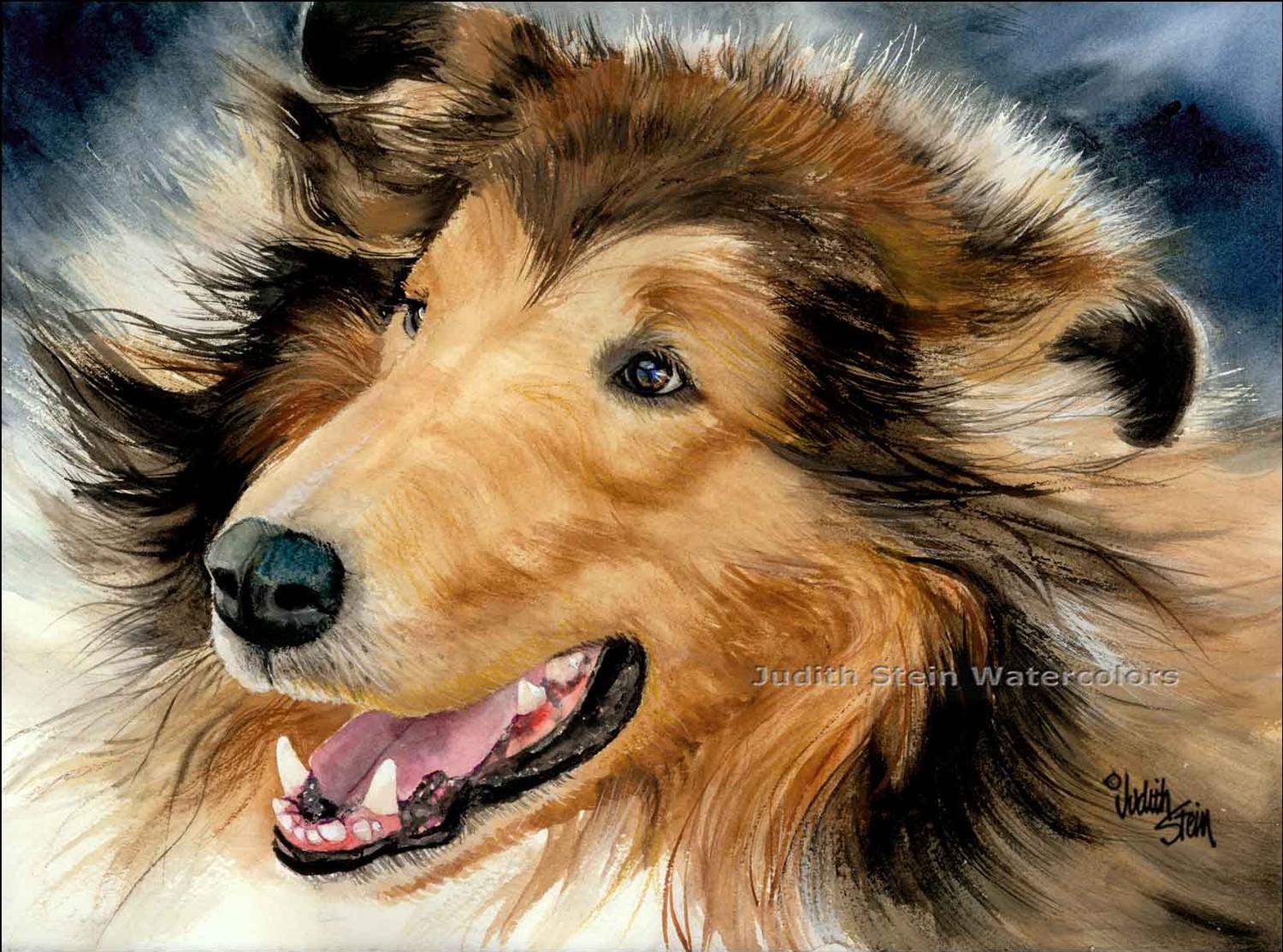 Drawing Collie Rough dog photo and wallpaper. Beautiful
