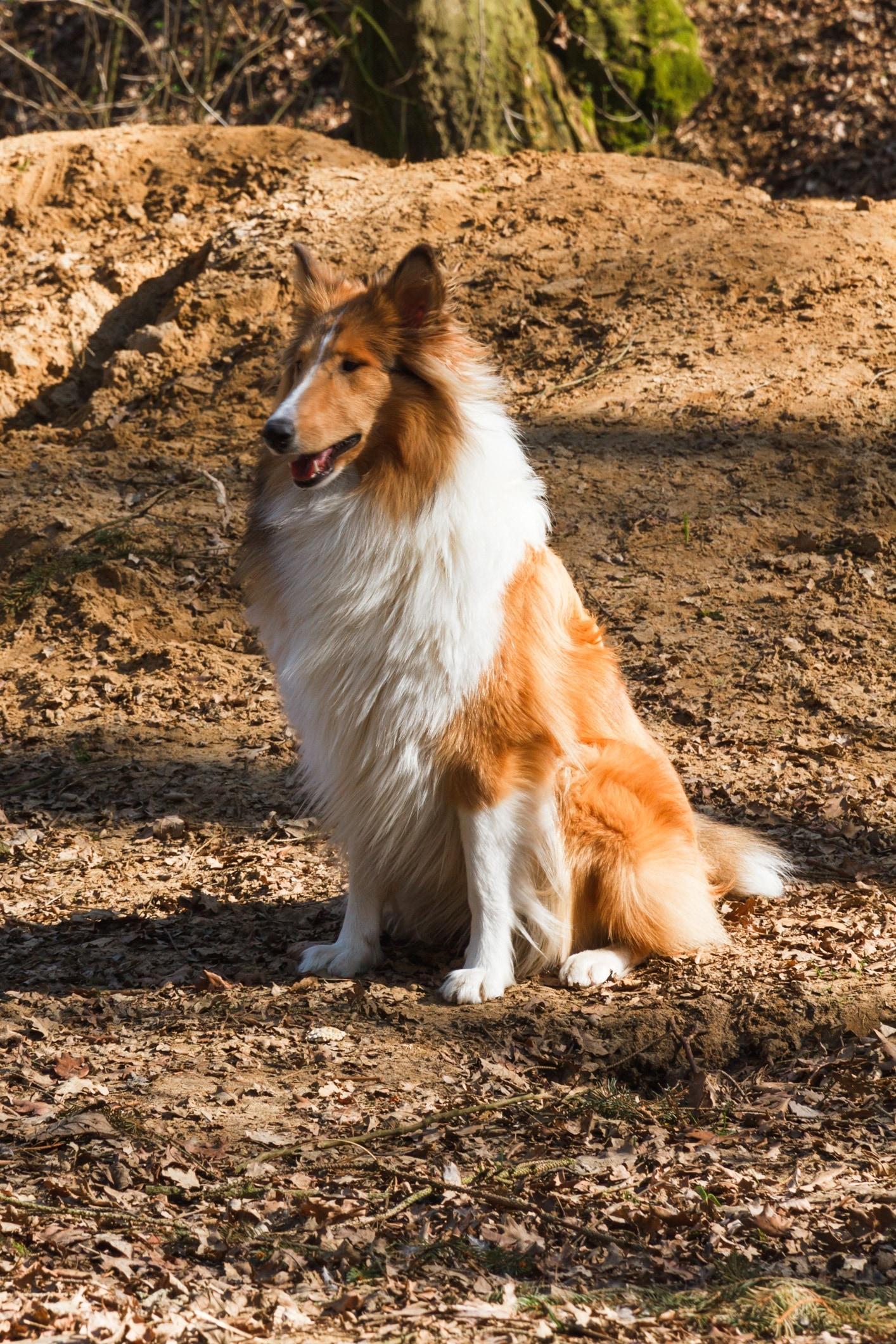 royalty free collie image