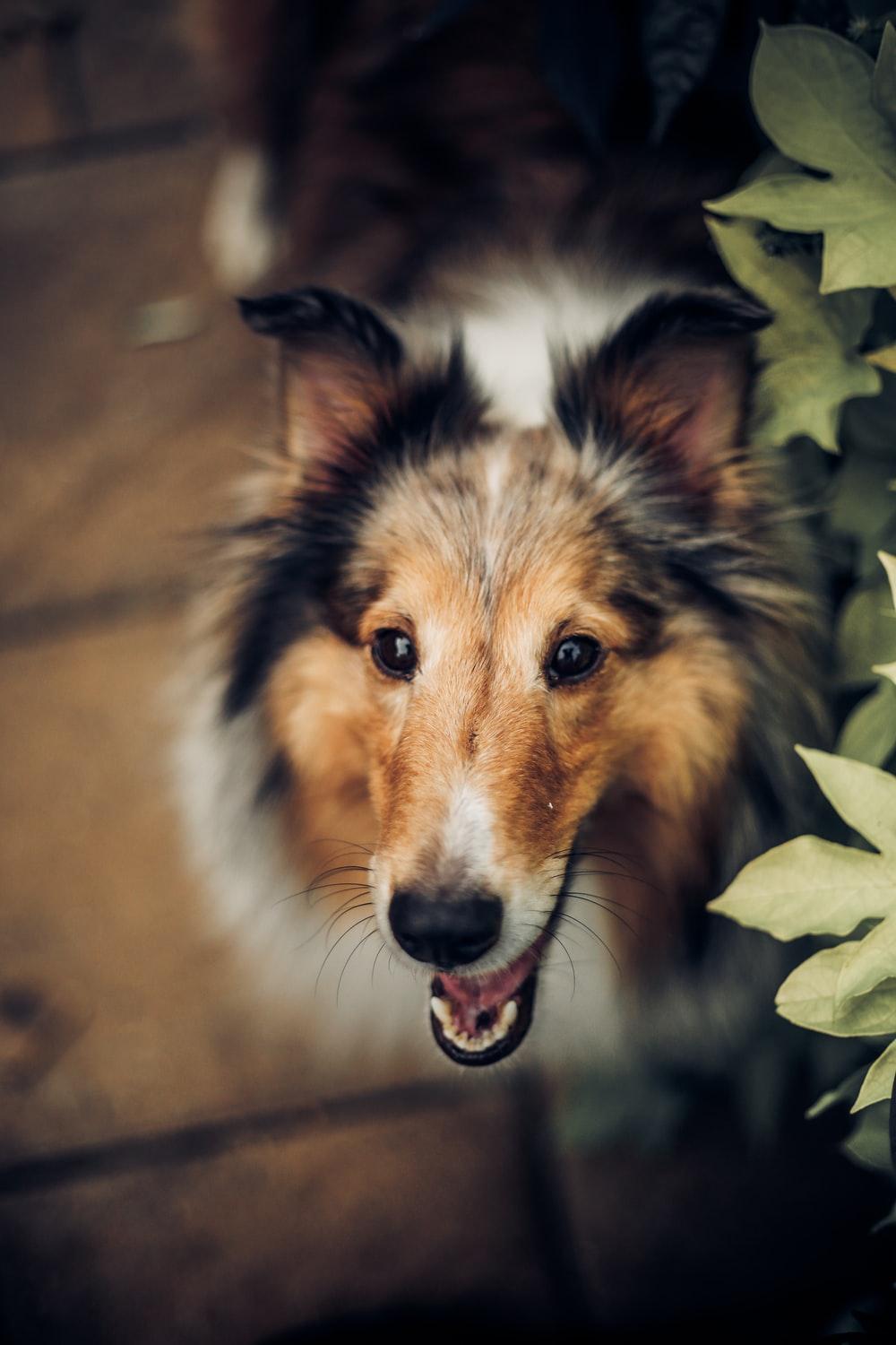 Rough Collie Picture. Download Free Image