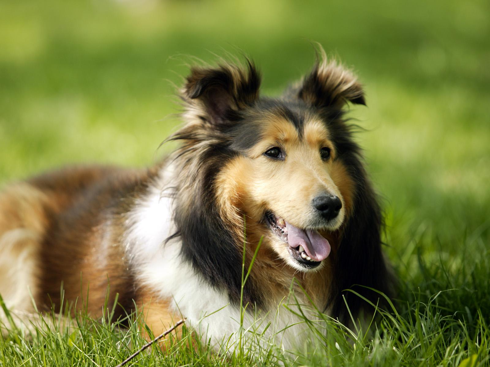 Desktop Wallpaper Collie dog animal