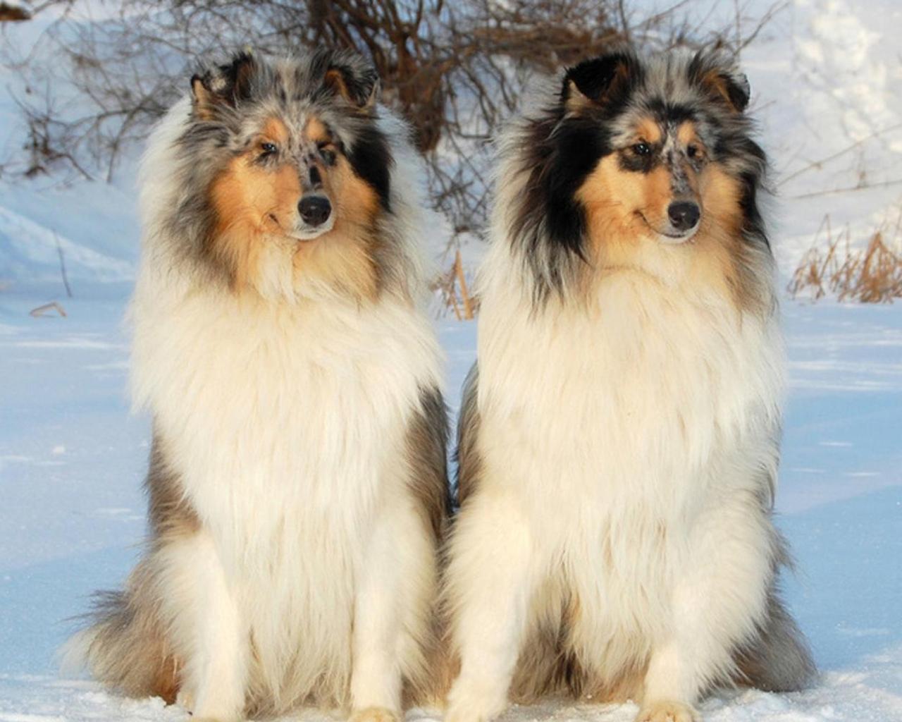 Rough Collie Wallpaper for Android
