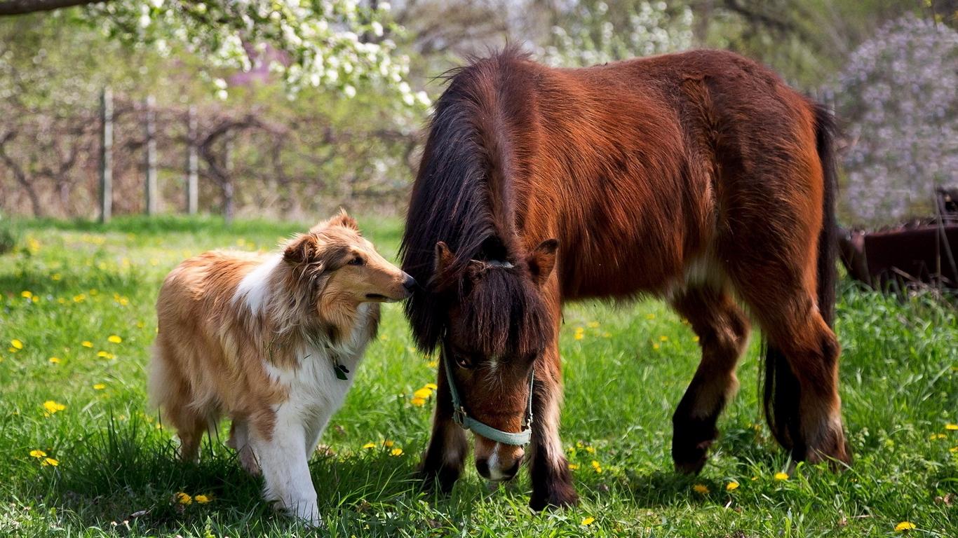 Download wallpaper 1366x768 collie, dog, horse, grass
