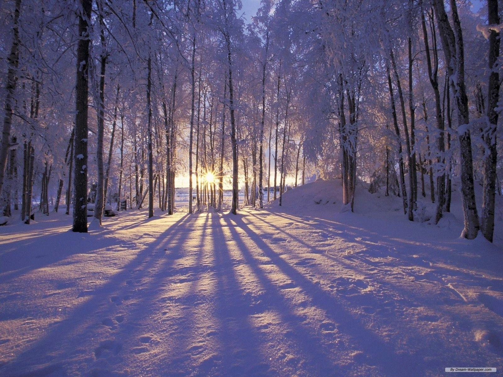 Winter Wonderland Wallpaper