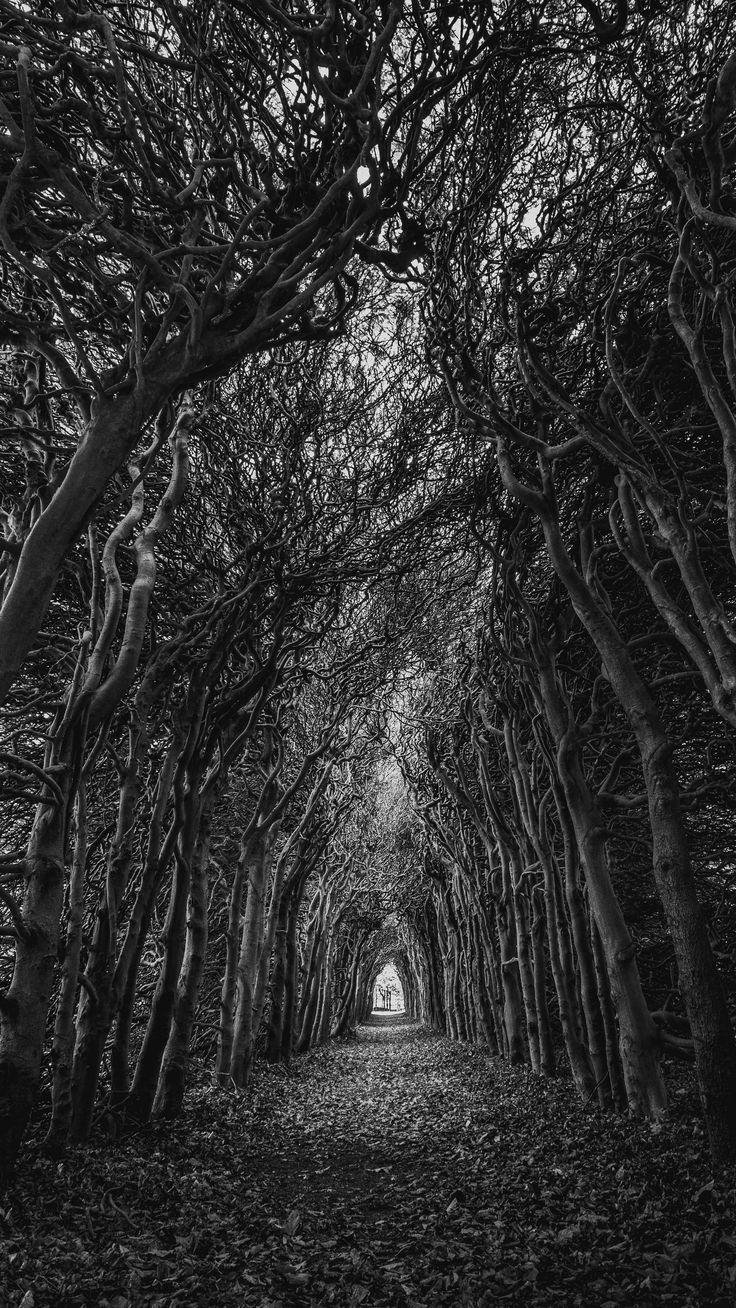 Android Wallpaper - #Nature trees, branches, bw #android