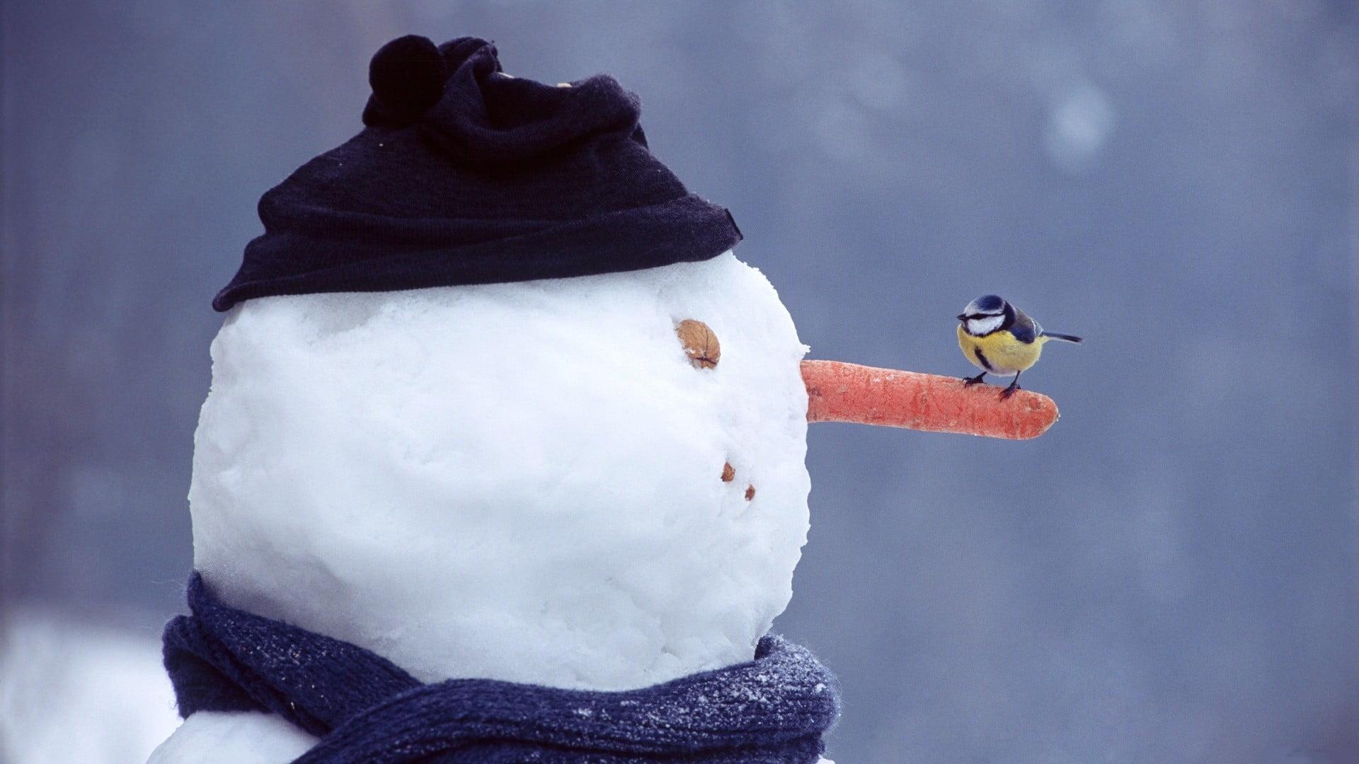 Snowman with bird, winter, snow, snowmen, birds HD wallpaper
