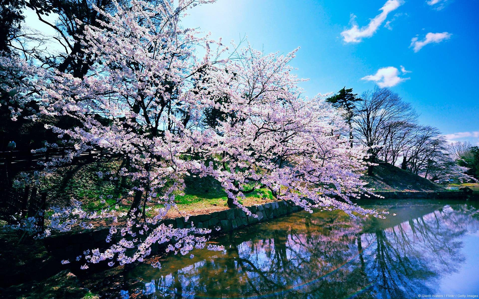Beautiful Pink Japanese Sakura Tree HD desktop wallpaper 1920×1200