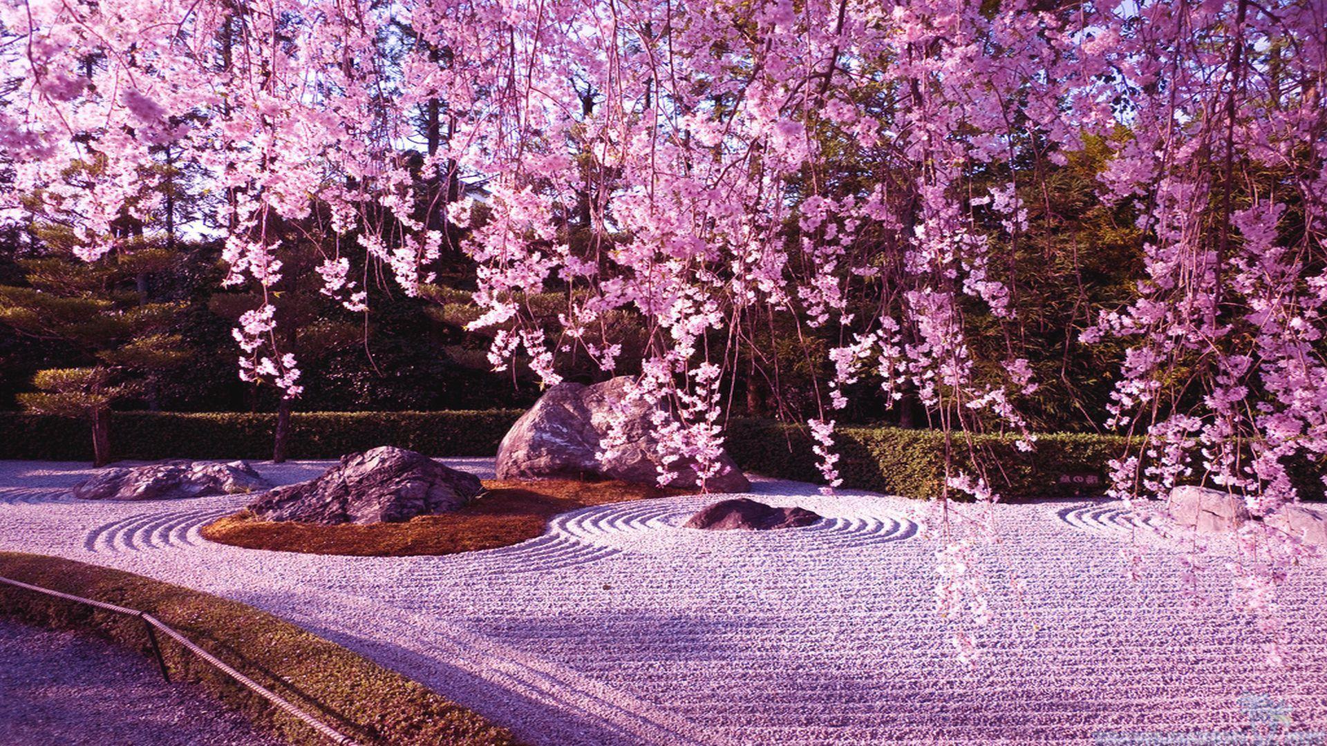 Japanese Garden Cherry Blossom Wallpaper Free Japanese Garden Cherry Blossom Background