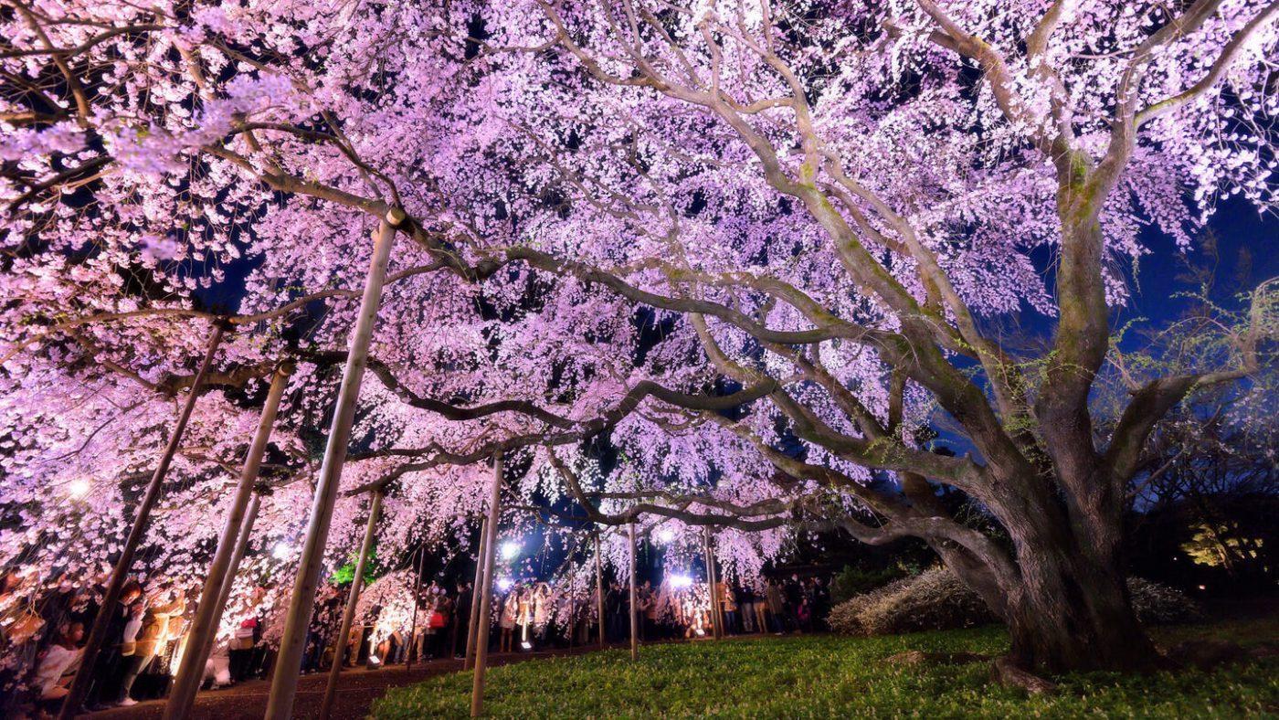 Cherry Blossom Night Time, HD Wallpaper & background