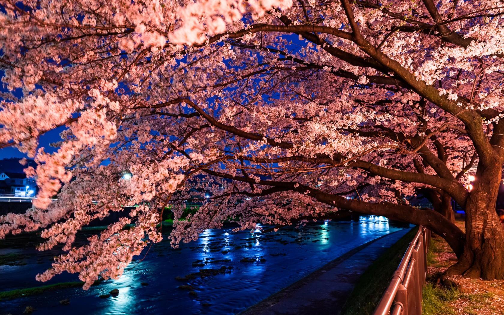 Computer Night Time Cherry Blossom Wallpapers - Wallpaper Cave