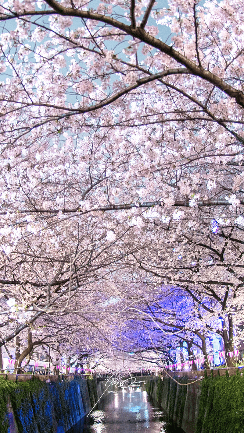 Nakameguro, Tokyo Blossom Wallpaper Japan, HD
