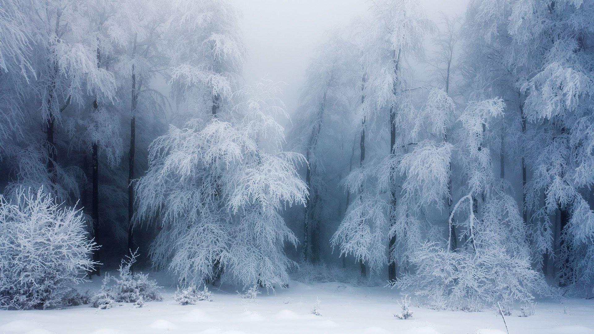 A Forest Frozen In Time HD wallpaper