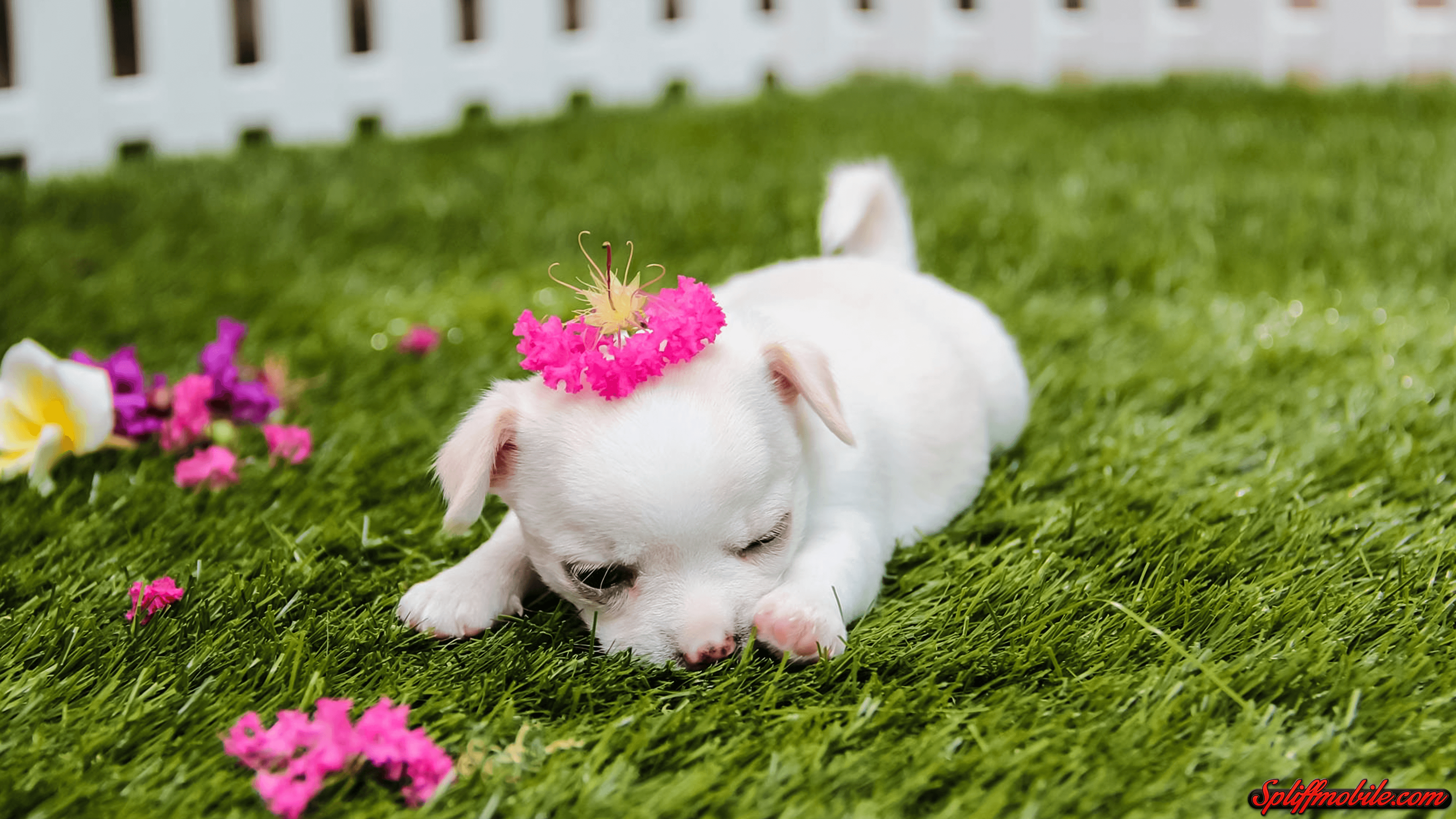Cute Puppies HD Image Download, HD Wallpaper & background