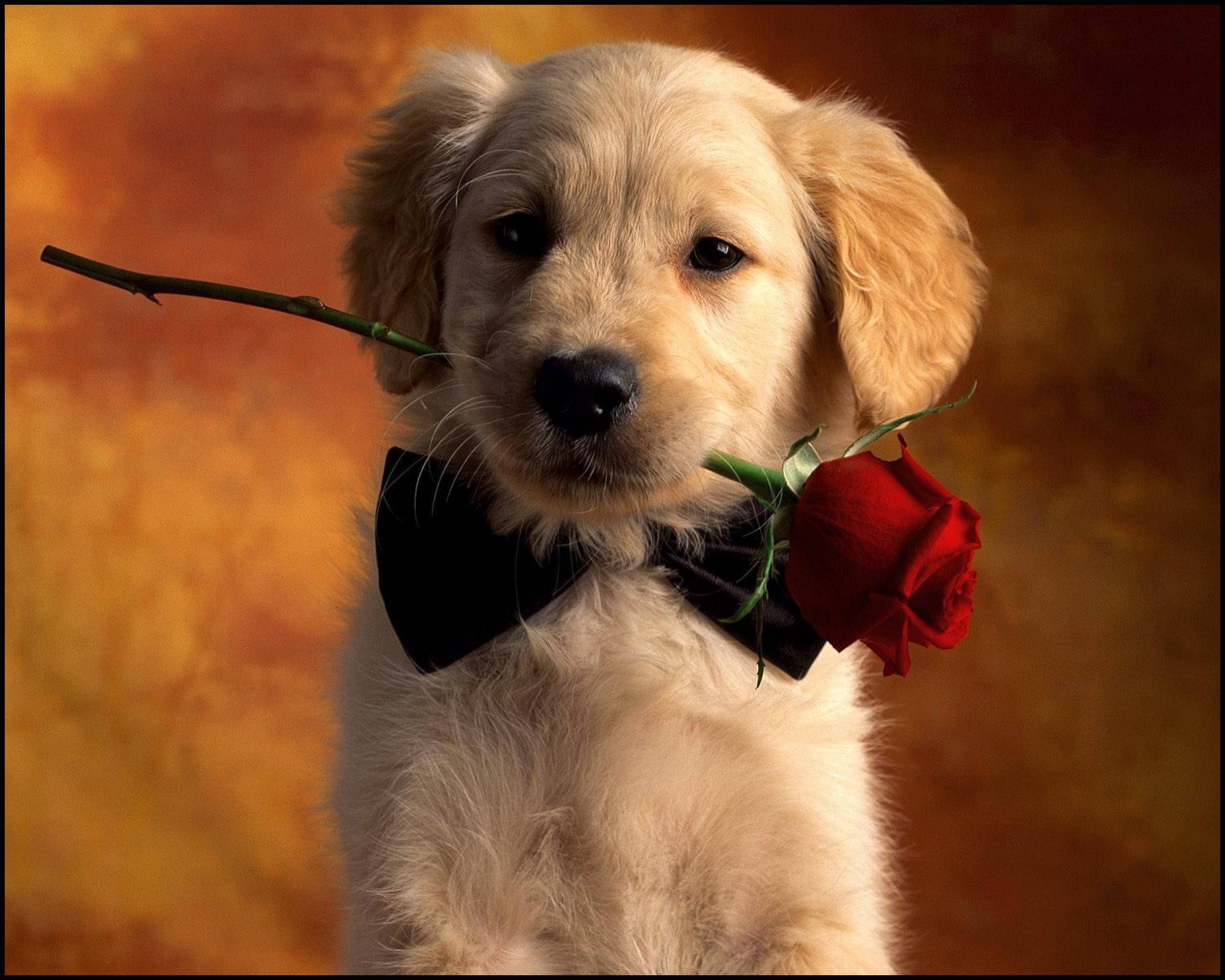 cute puppy wallpaper hd        
        <figure class=