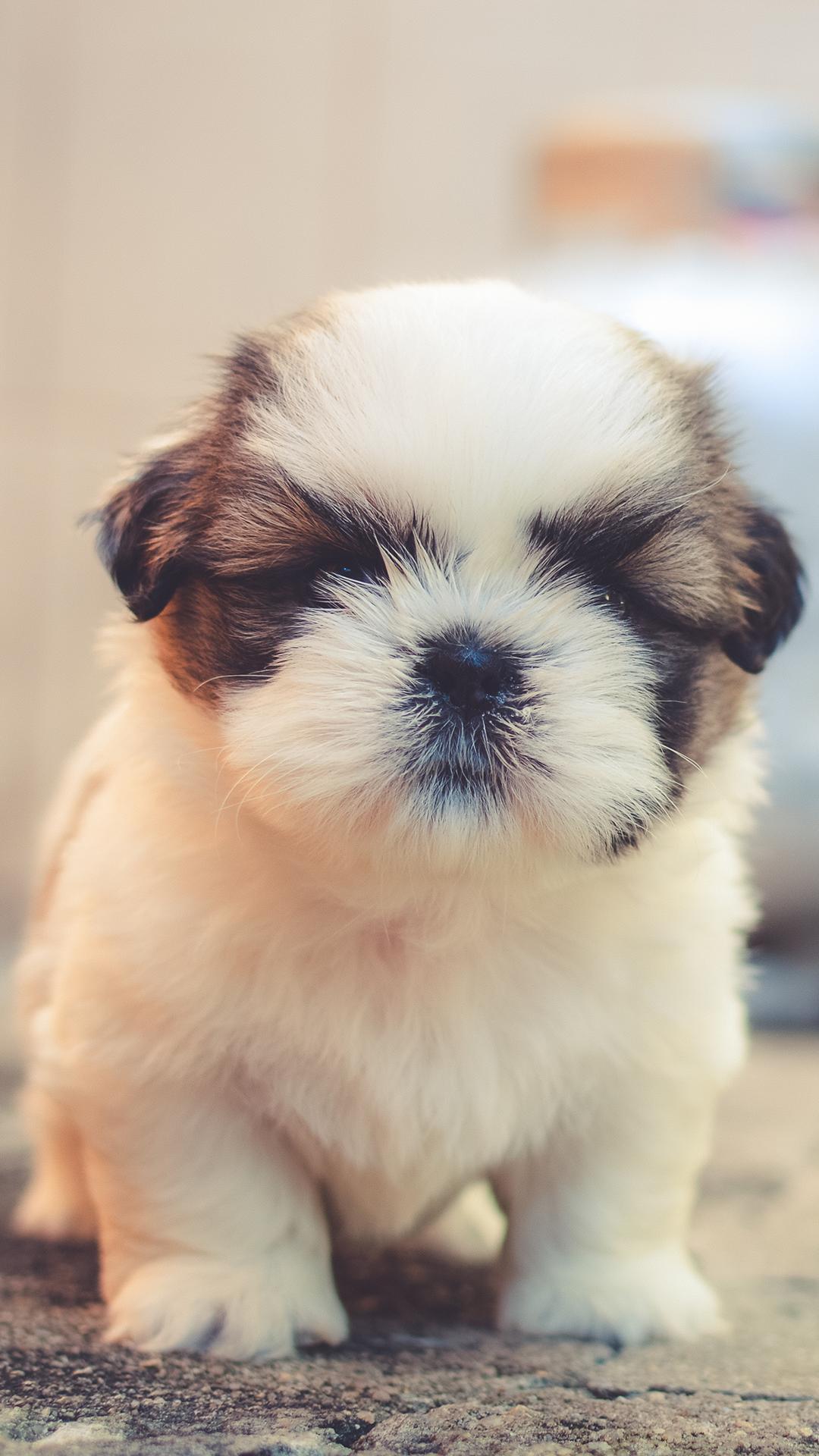 Cute Puppy Wallpaper for Android