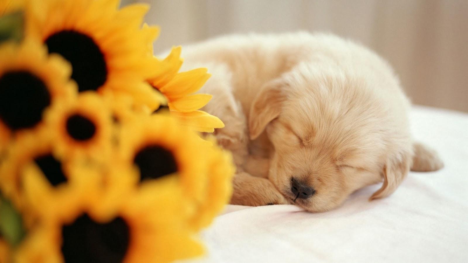Cute Sleeping Puppy Animal Wallpaper
