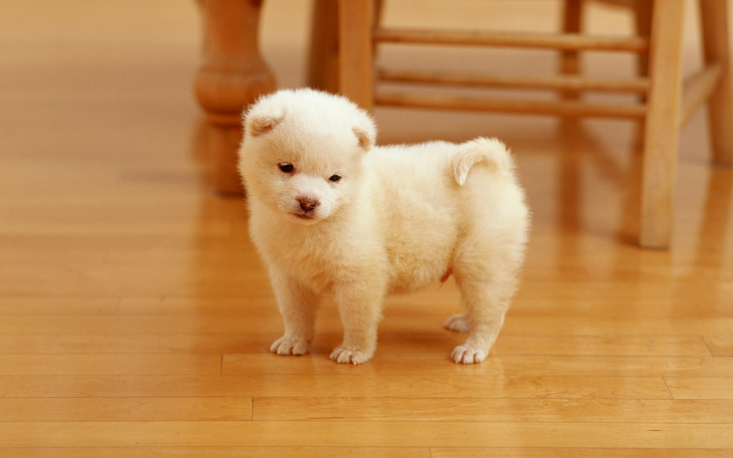 Cutest Puppy # 2560x1600. All For Desktop