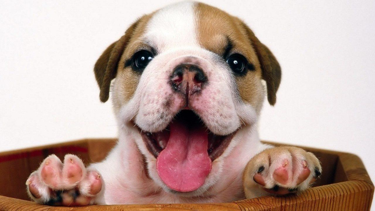 Stunning Baby Bulldogs Wallpaper image For Free Download