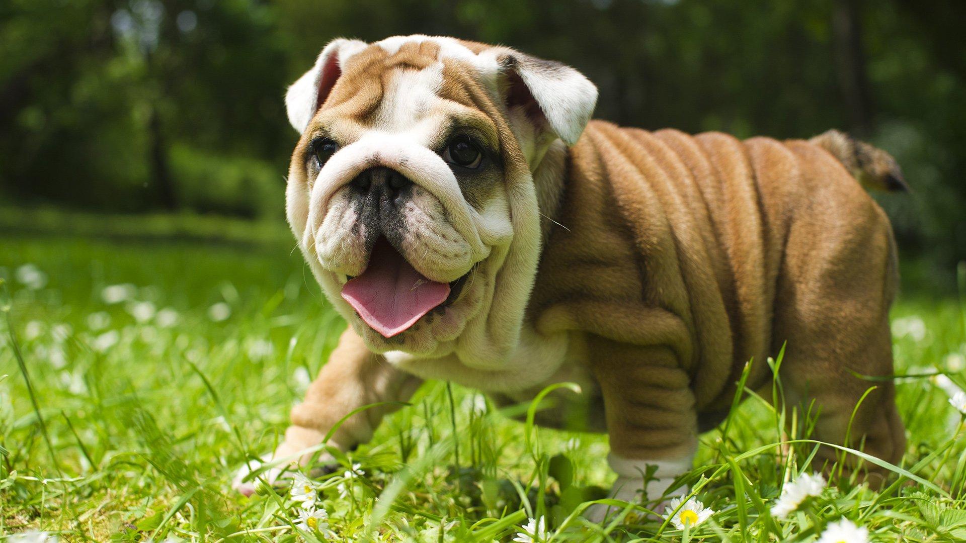 Stunning Bulldog Puppy Wallpaper image For Free Download