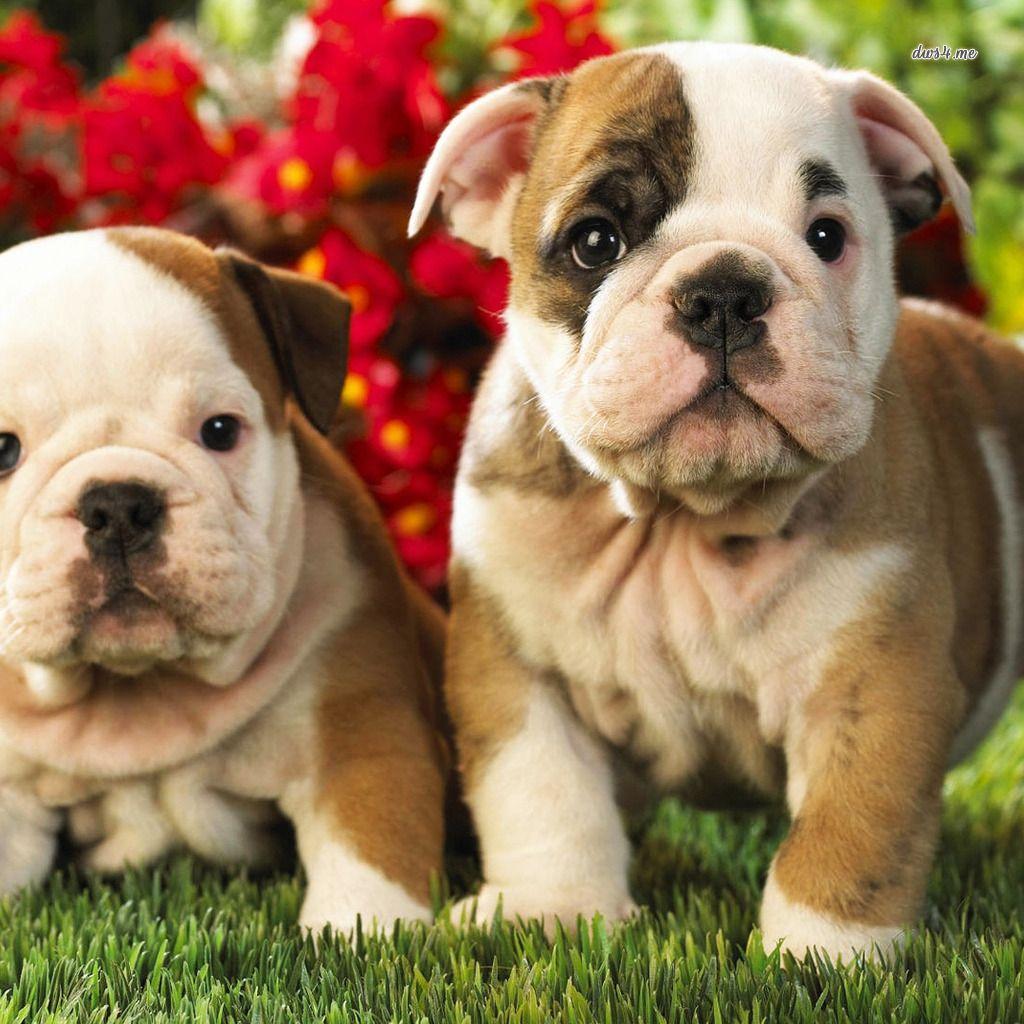 Cute Bulldog Puppies Wallpaper
