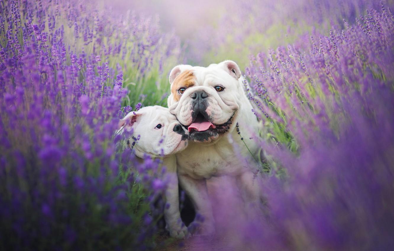Wallpapers field, language, dogs, summer, flowers, mood, two, puppy