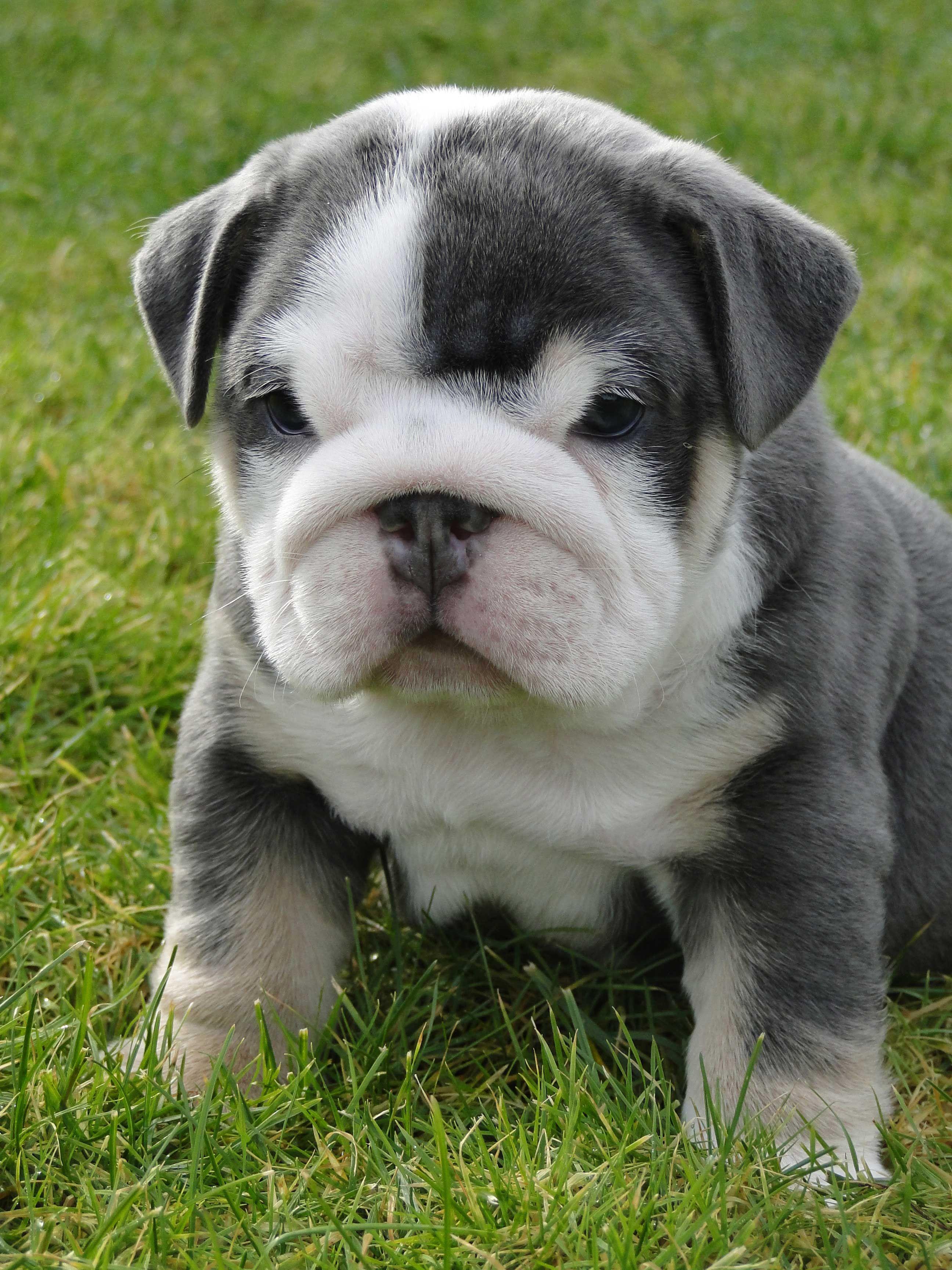 List Different Types of Bulldogs Breeds. Cute animals
