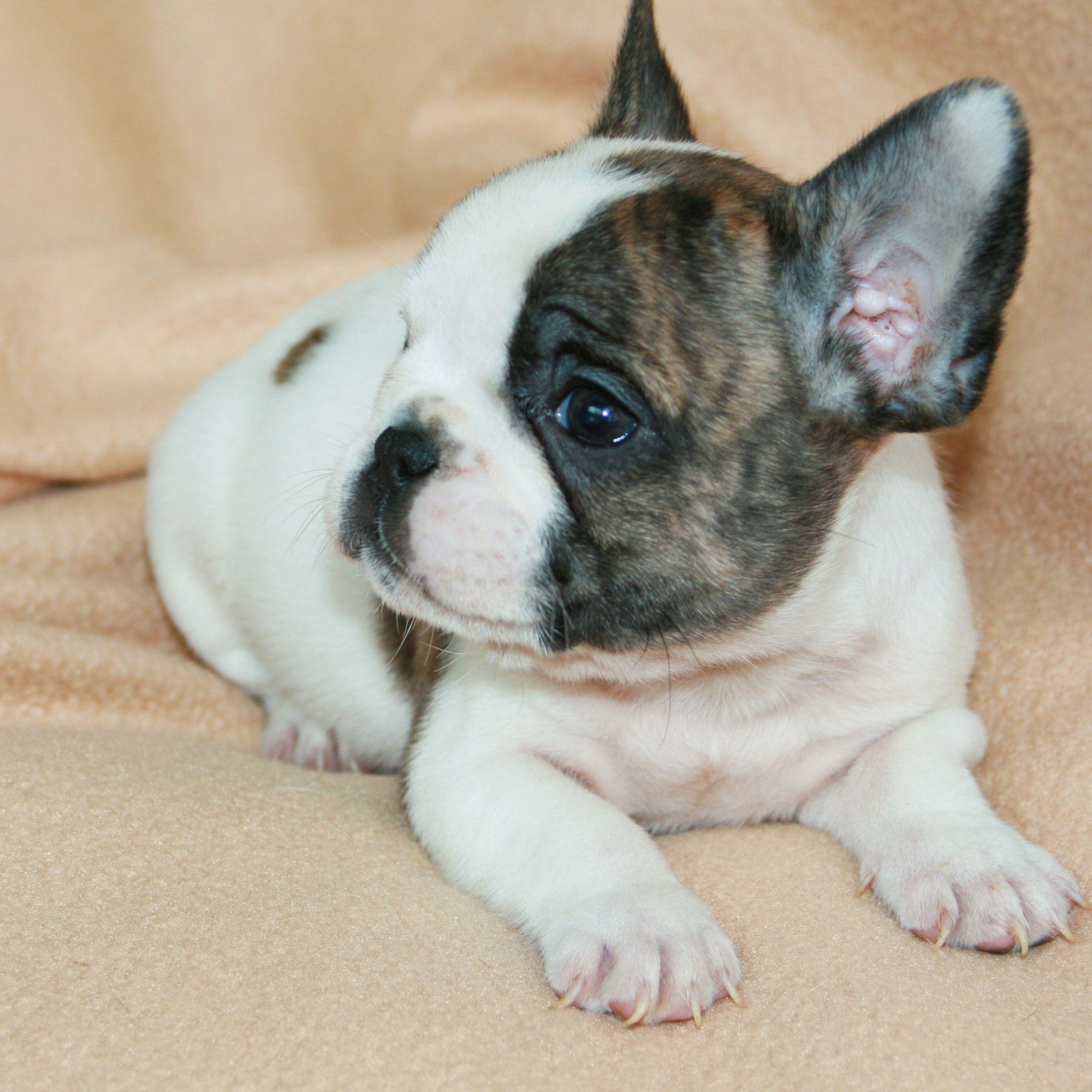 primary17 New French Bulldog Puppies Wallpaper Free