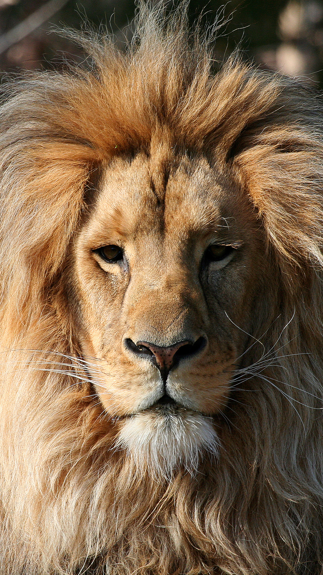 Lion HD Face iPhone Wallpapers - Wallpaper Cave
