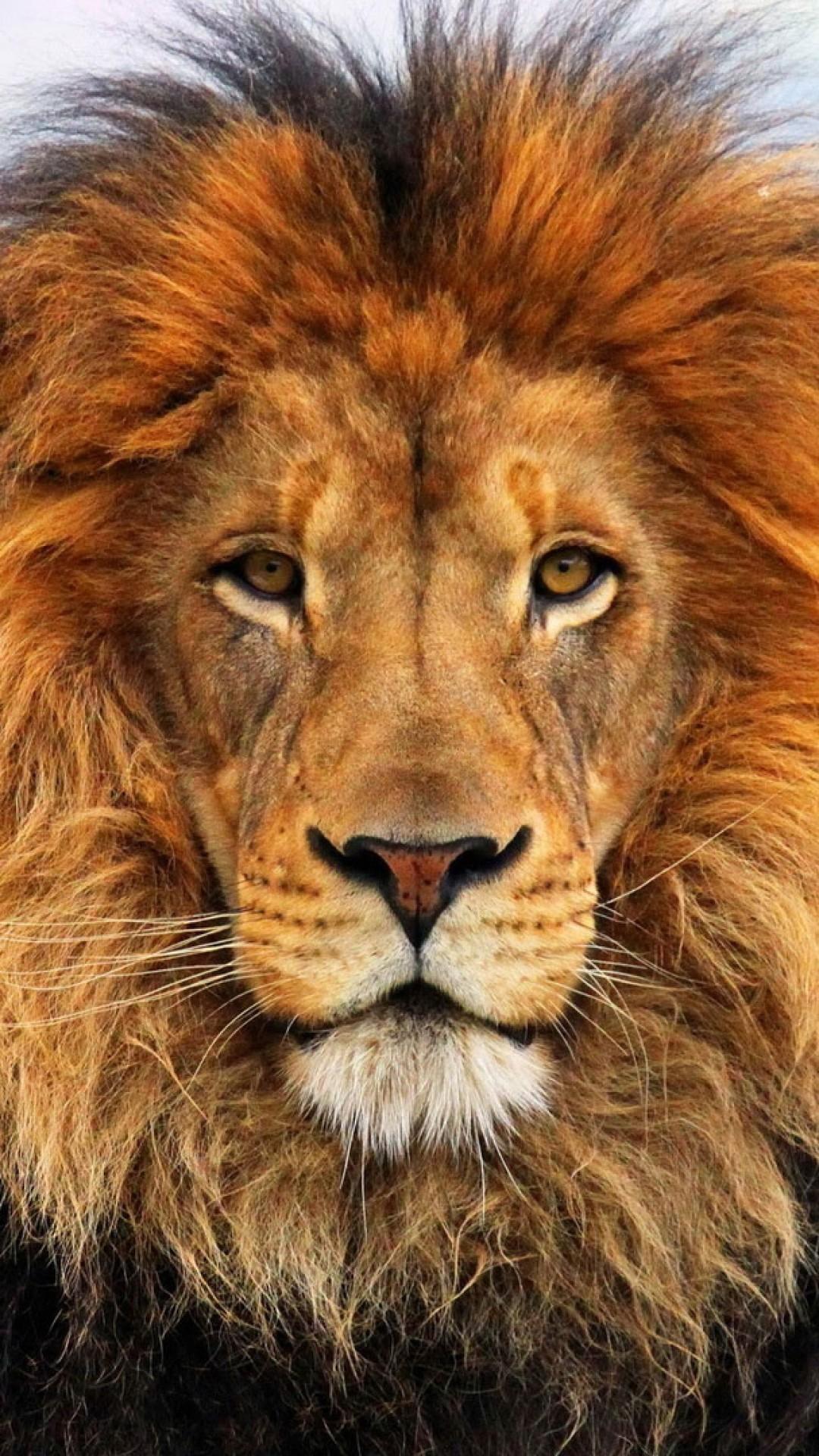 Lion Hd Face Iphone Wallpapers - Wallpaper Cave