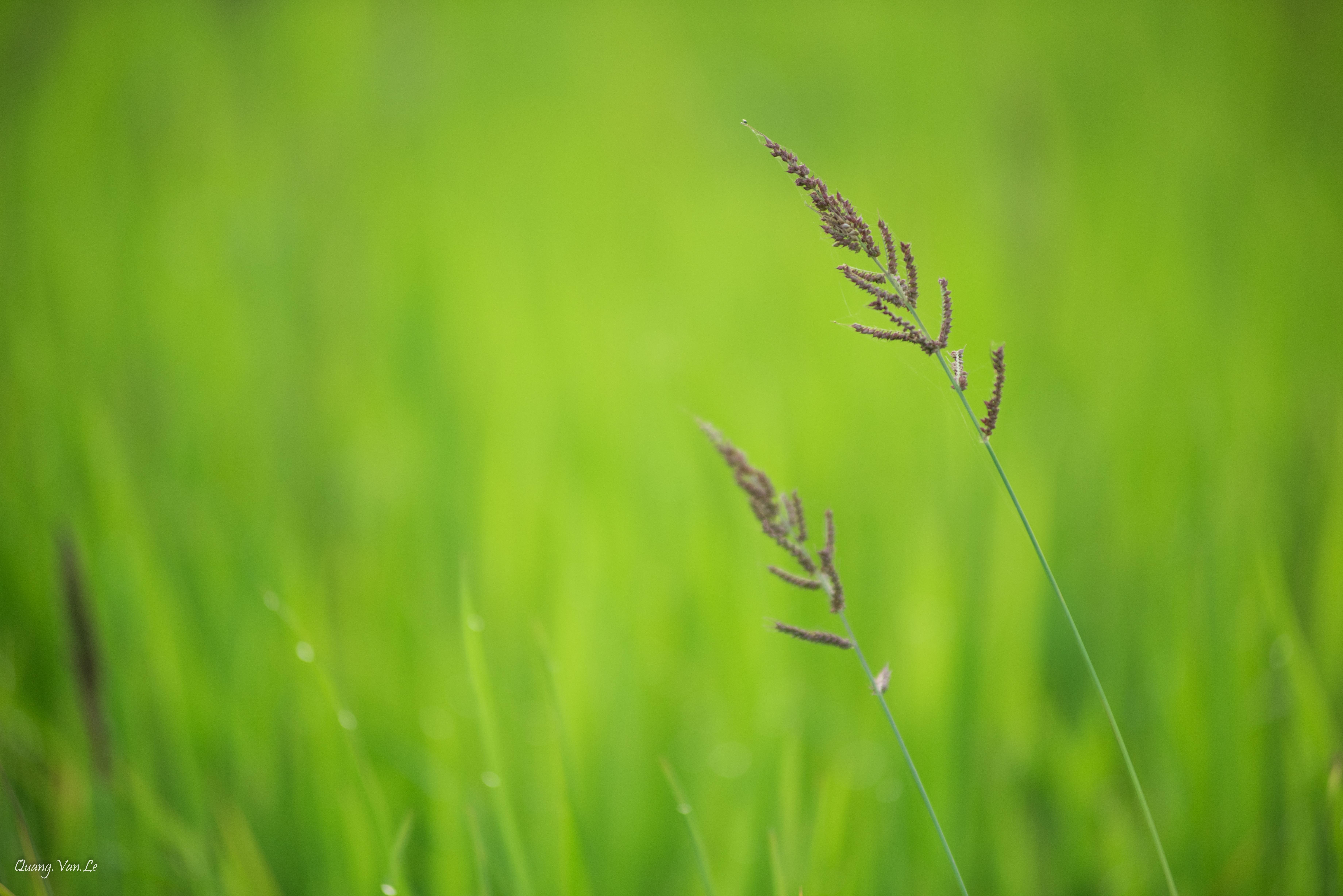 Free of HD wallpaper, nature, nature wallpaper