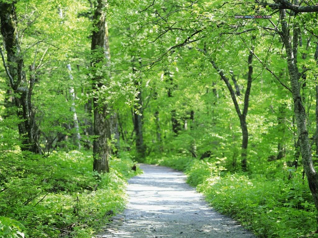 Nature Photography Art Black and White Wallpaper Flowers