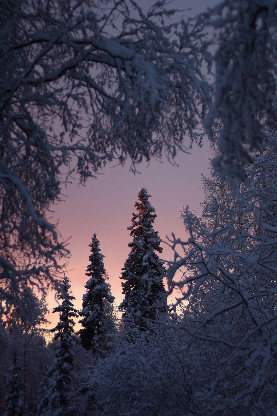 Enchanted Winter Evening. Snowy landscapes