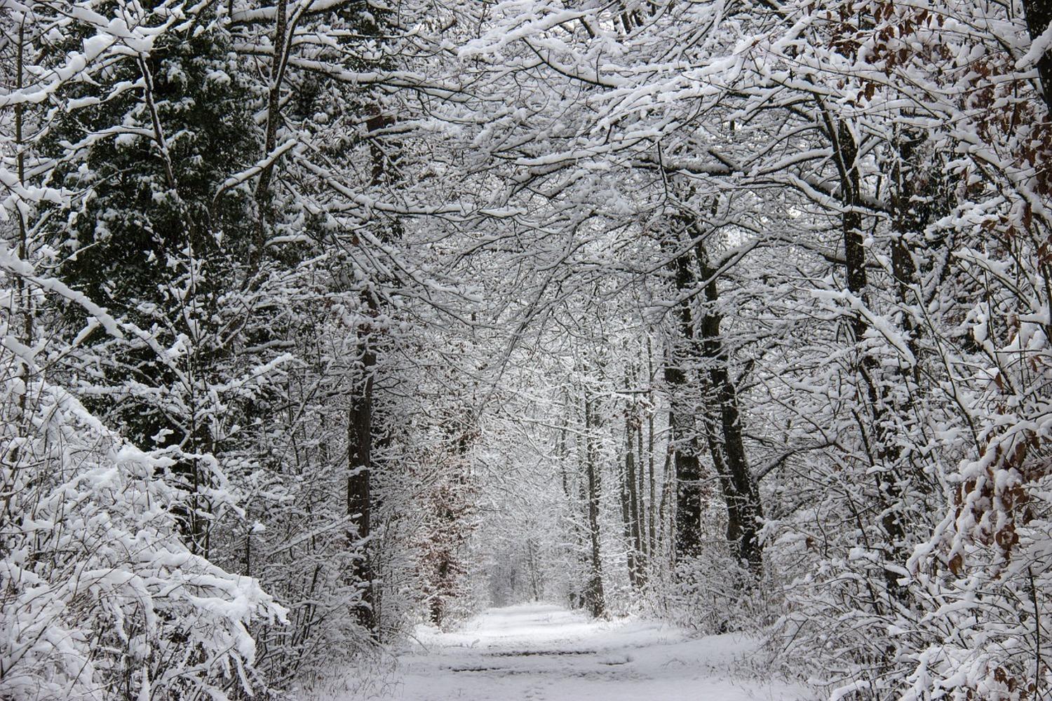Photo Wallpaper Enchanted winter forest