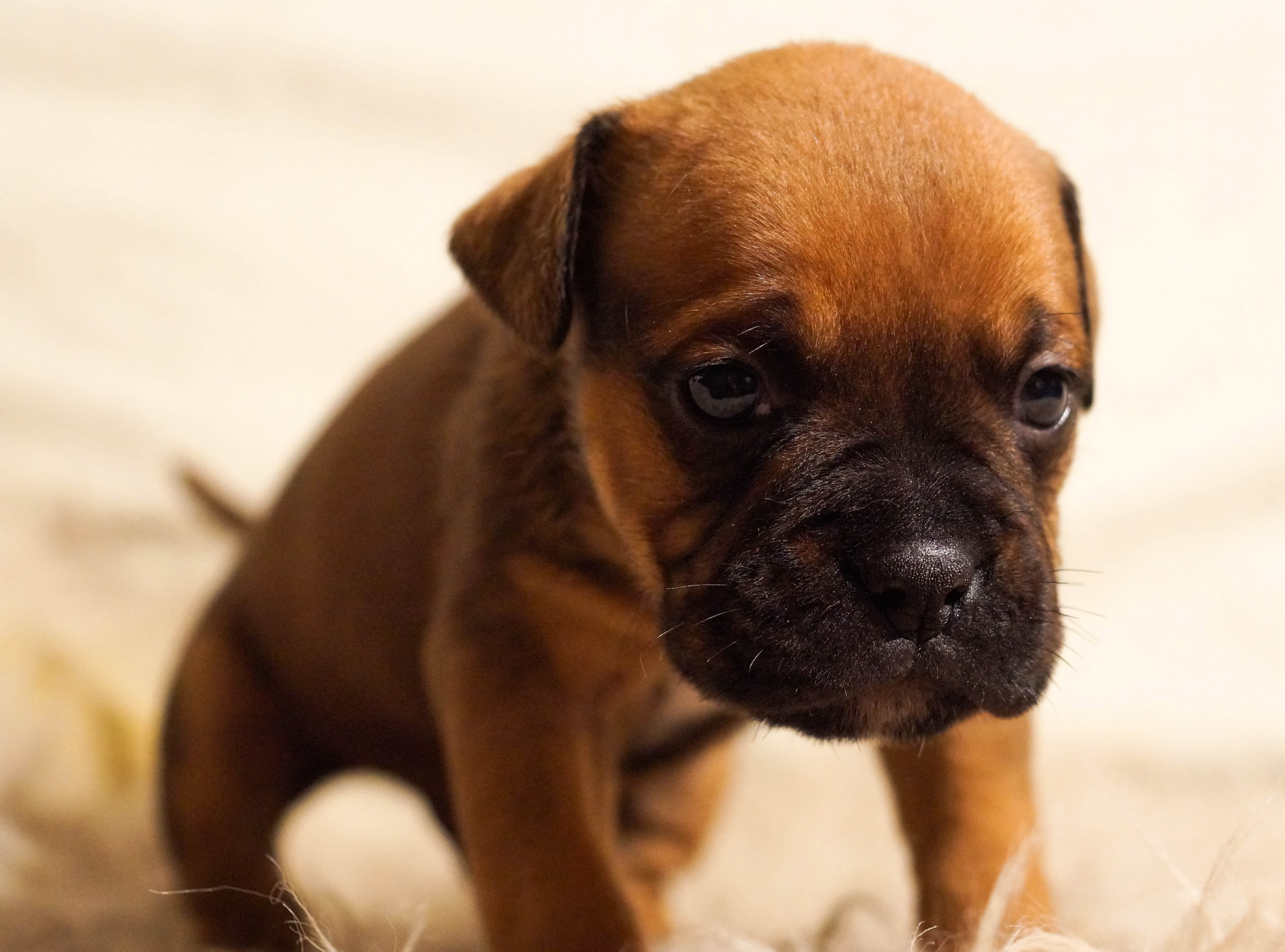 Can Dogs Cry Tears Like Humans? (Interesting Fact)