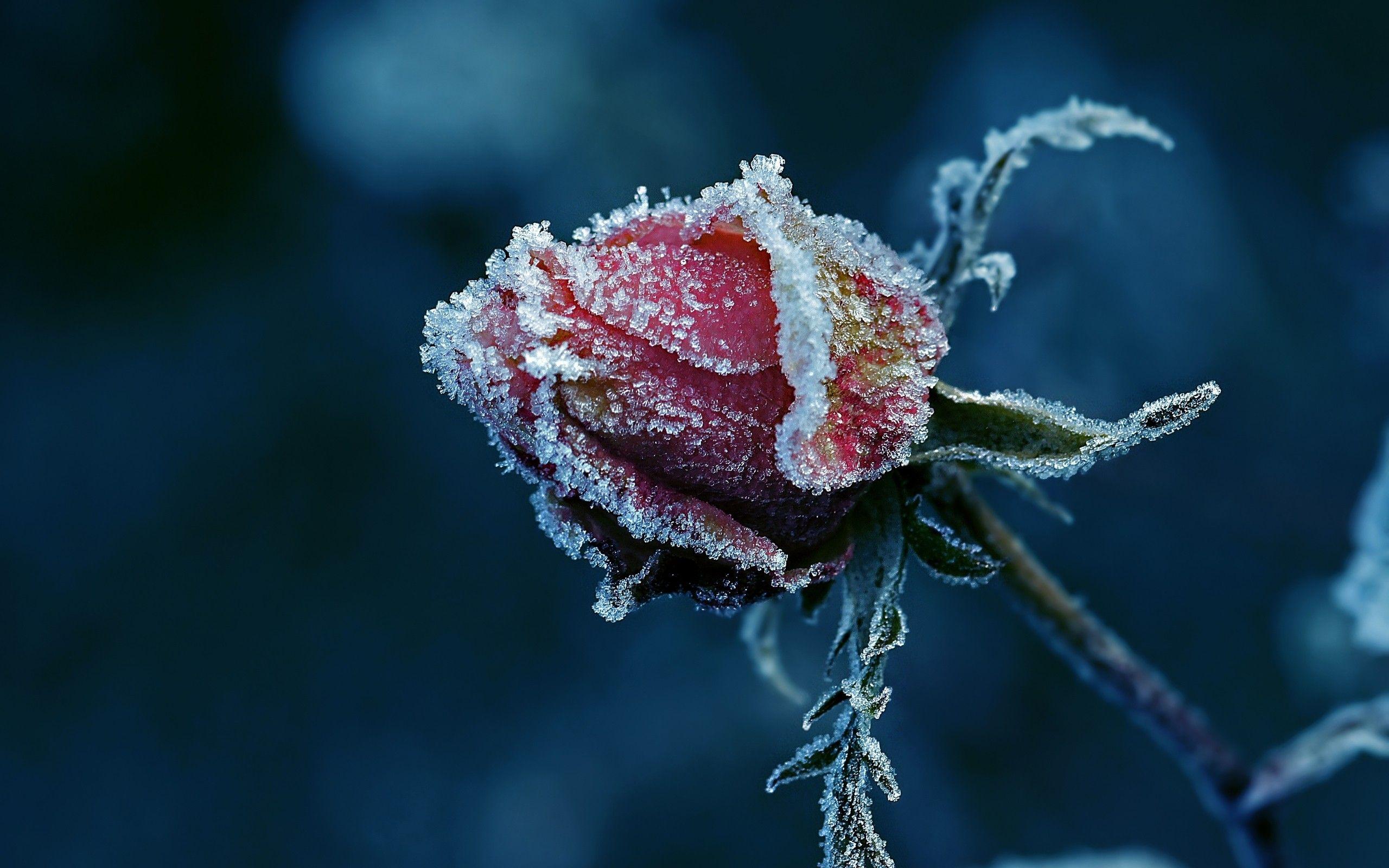 Frozen Rose Close Up. Winter wallpaper desktop, Field