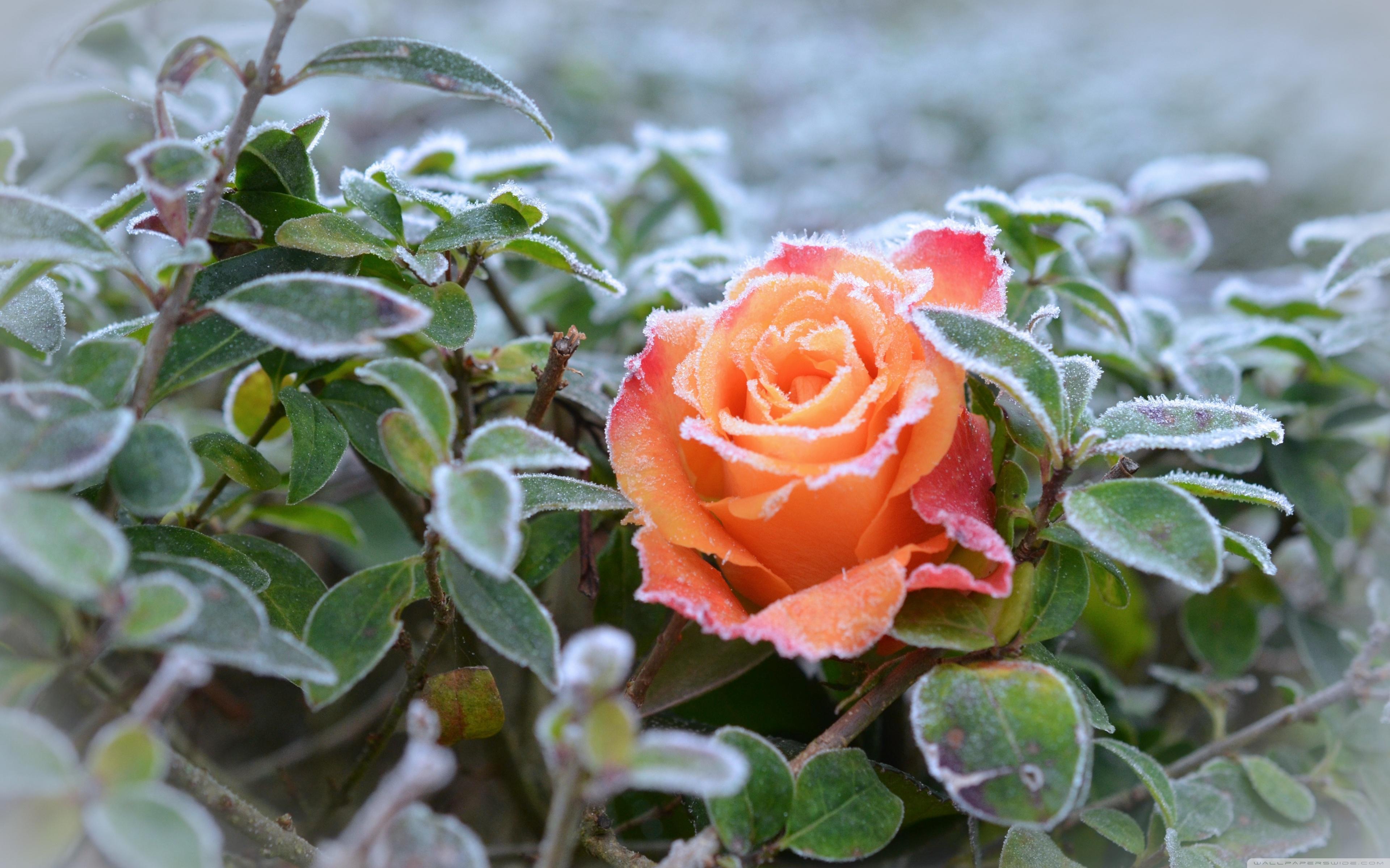 Frozen Rose Wallpapers - Wallpaper Cave