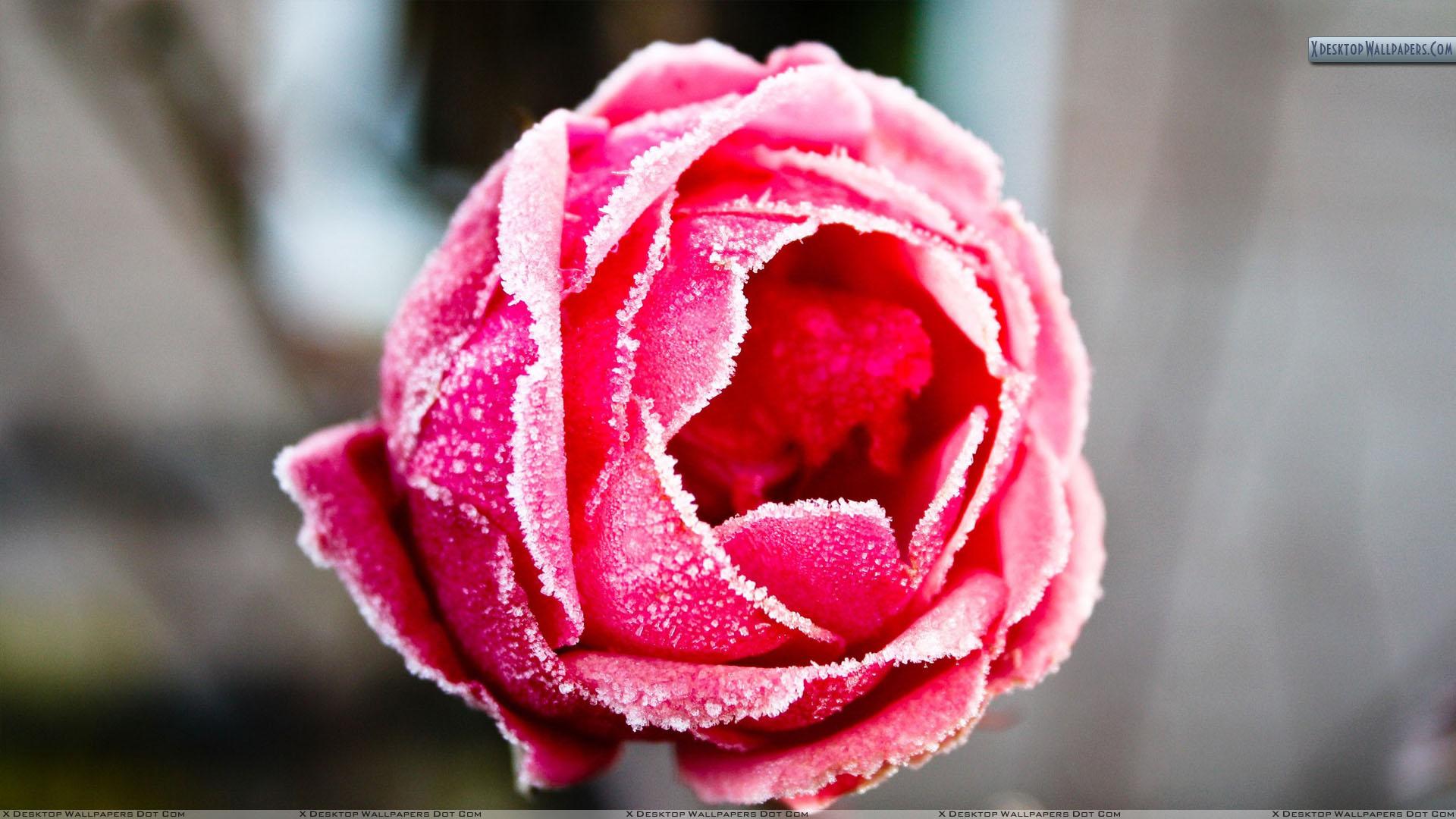 Pink Frozen Rose Wallpaper