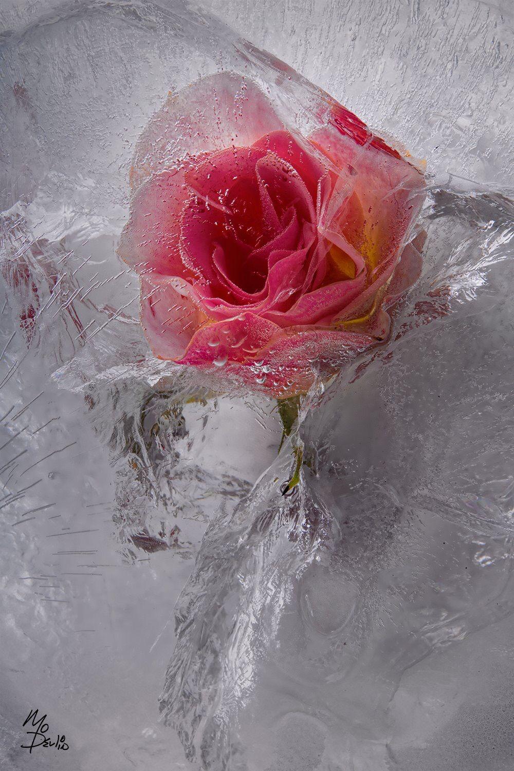 Frozen Flowers Ice Rose. Flower art, Flower wallpaper
