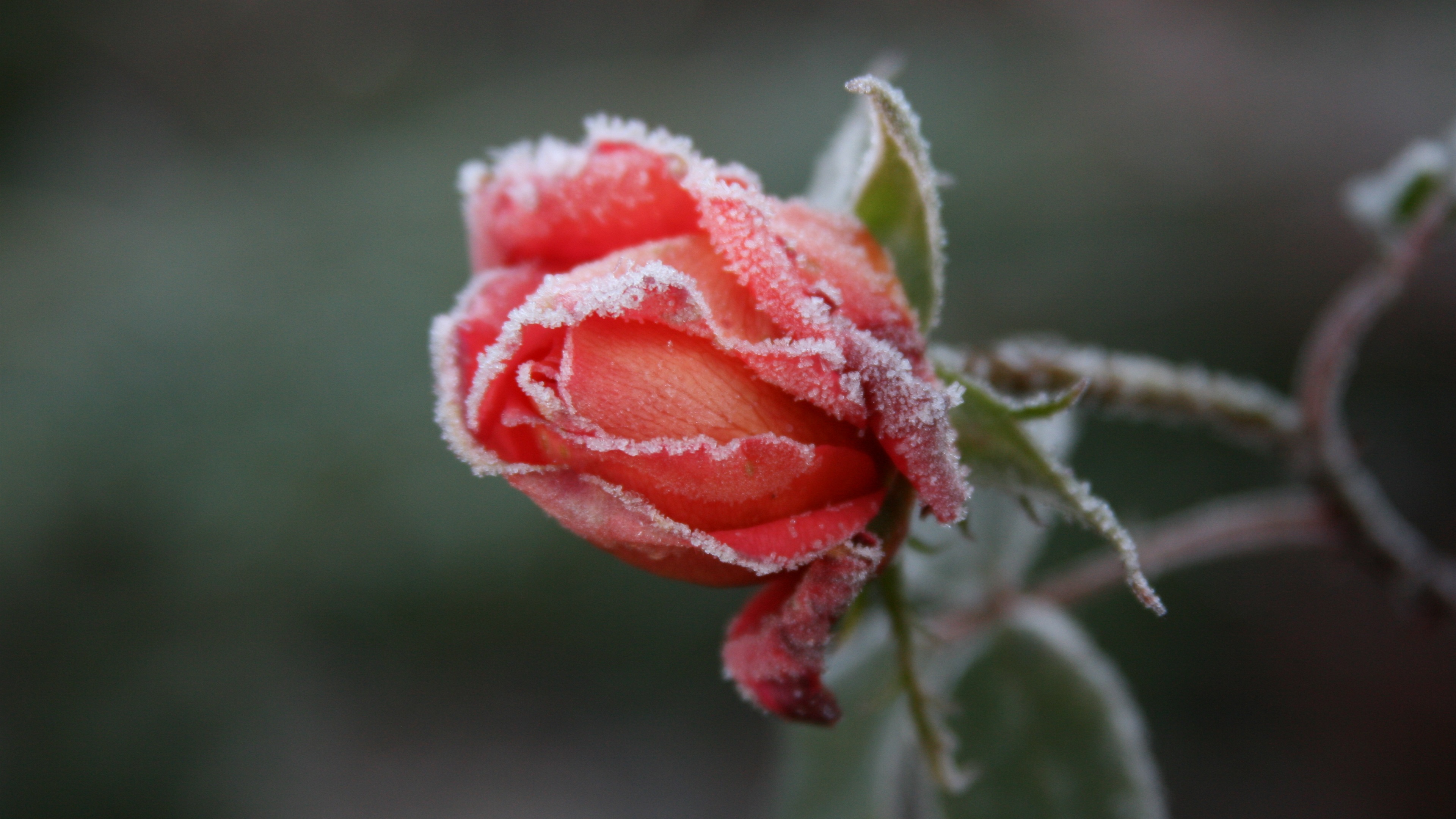 Wallpaper Frozen flower, frost, red rose 3840x2160 UHD 4K Picture