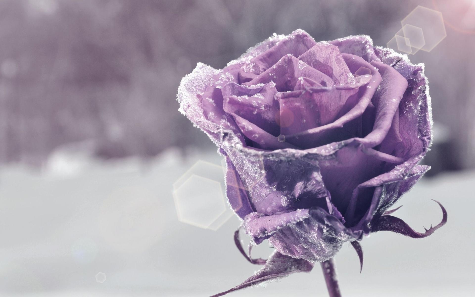 Purple Frozen Rose Wallpaper free desktop background
