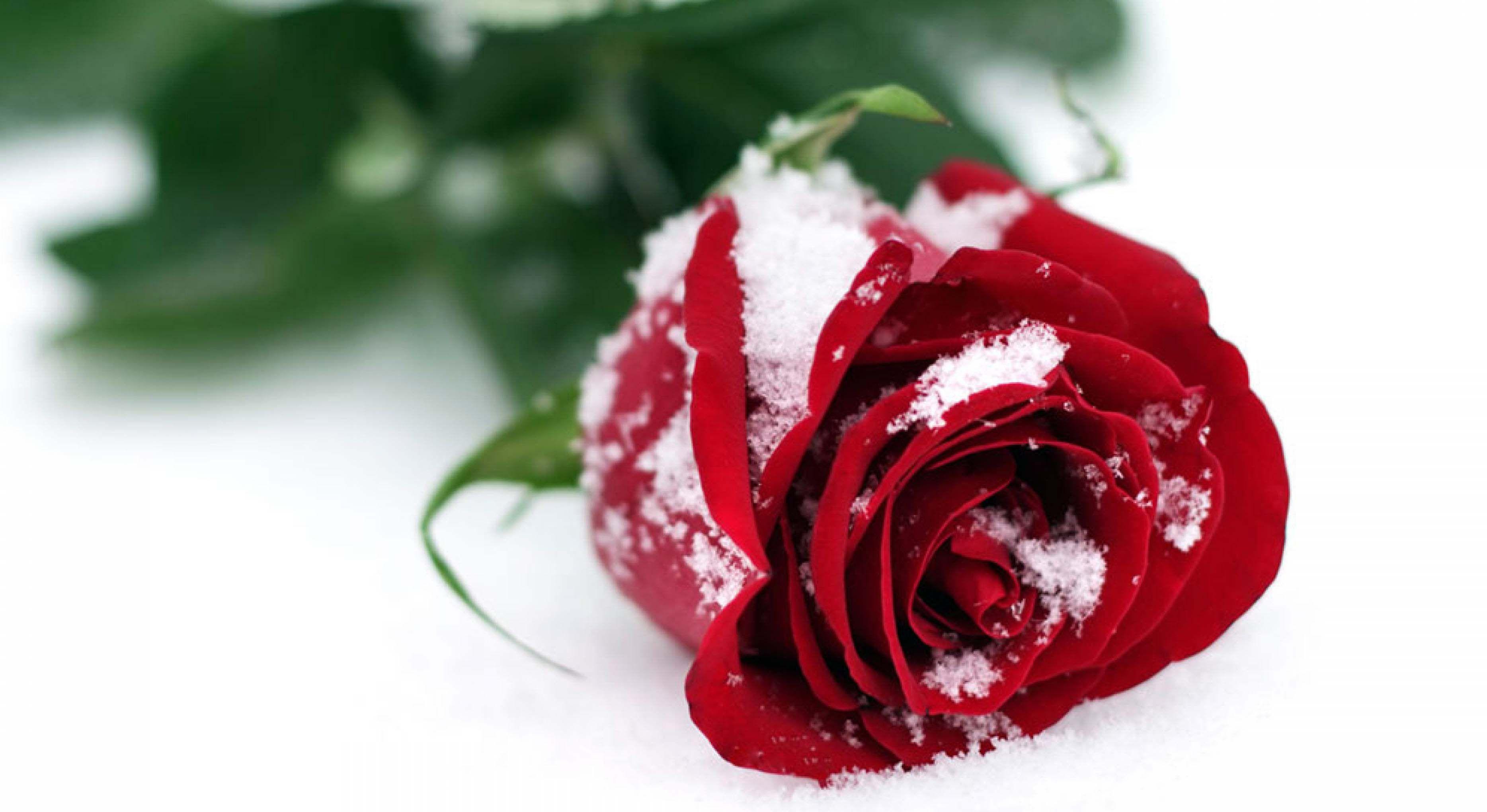 Winter Snow Rose Image HD Desktop Wallpaper. Rose flower