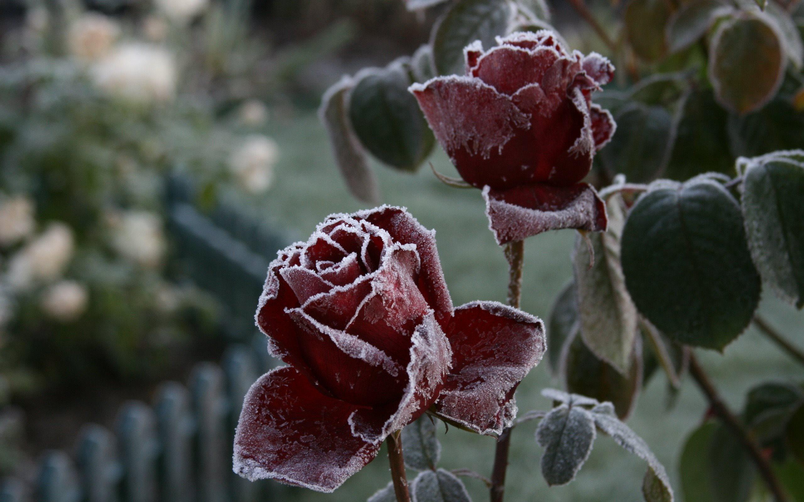 Download wallpaper frost, frosted rose, ice, red roses