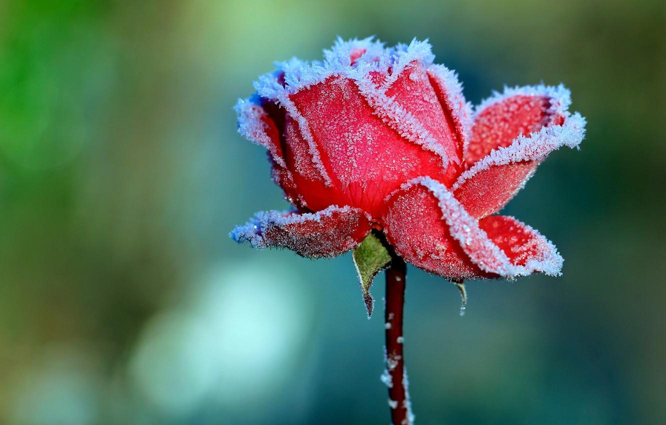 Wallpaper frost, flowers, green, background, rose, Bud, crystals, red, frozen image for desktop, section цветы