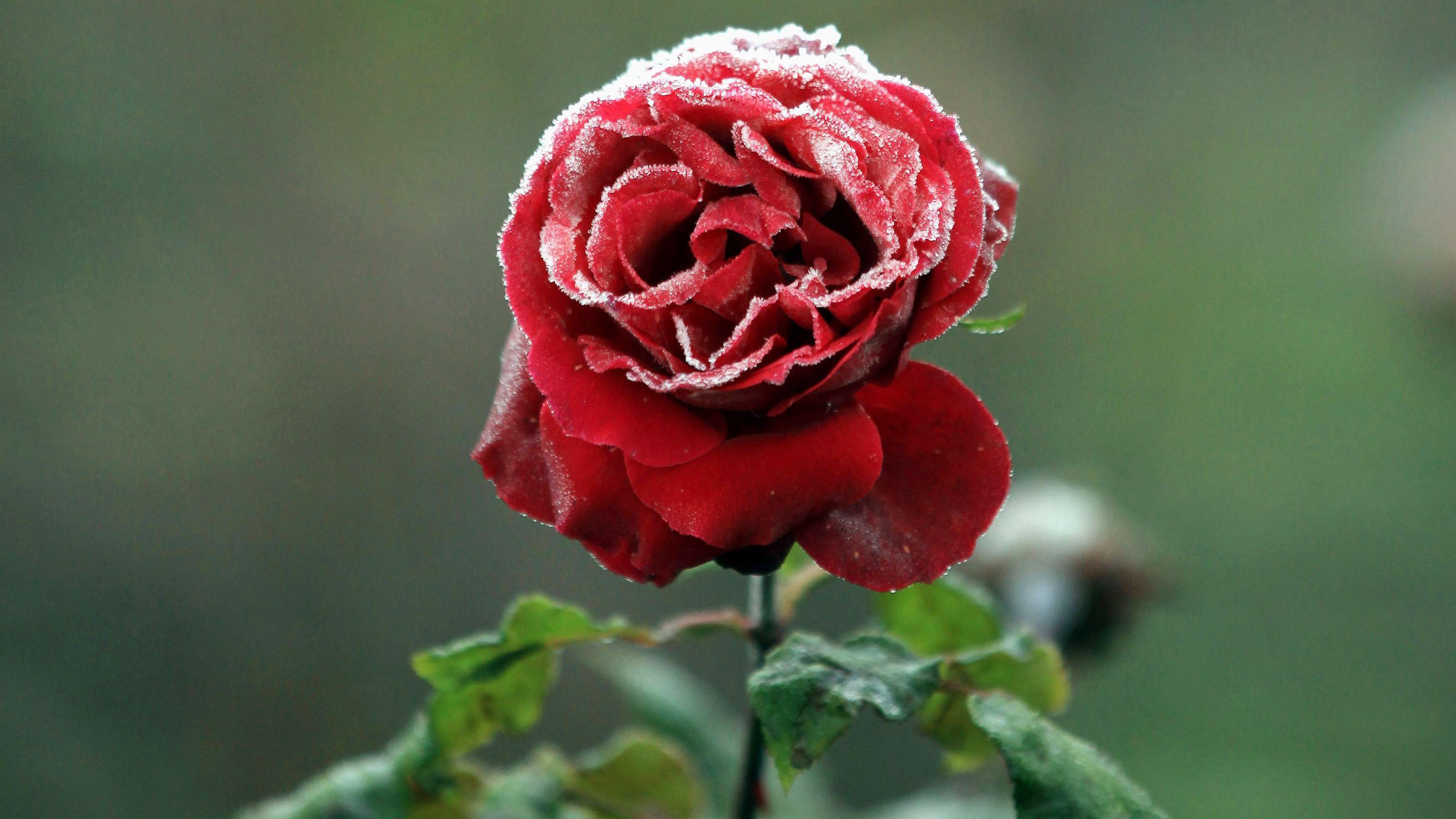 #Red Rose, #Frozen HD Wallpaper