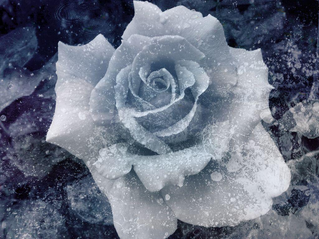 Ice Rose. Rose wallpaper, Rose, White