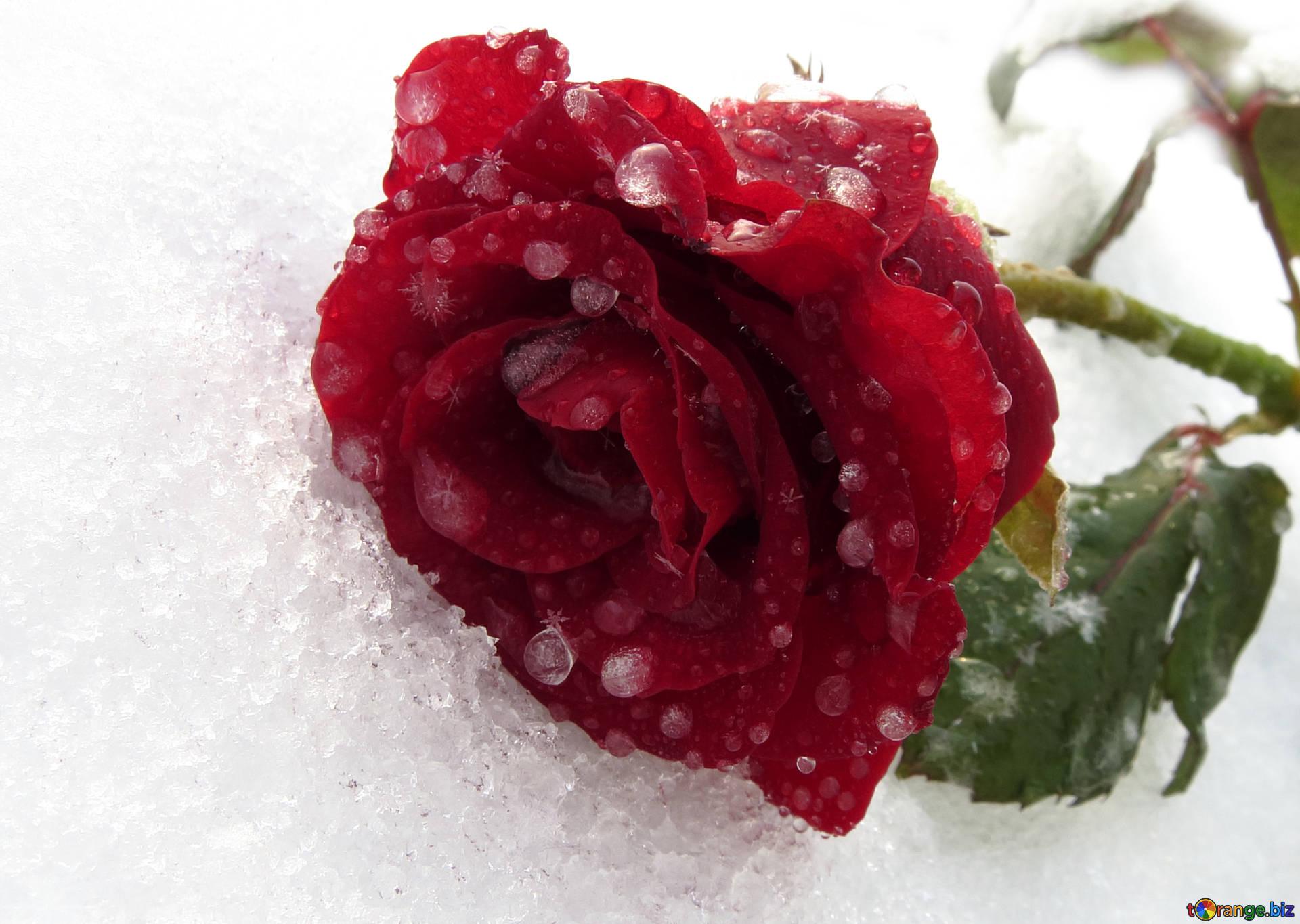 Flowers rose with dew drops frozen rose with drops rose