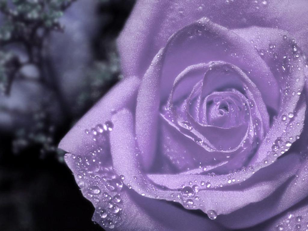 Free download Purple Frozen Rose Flower Purple Background
